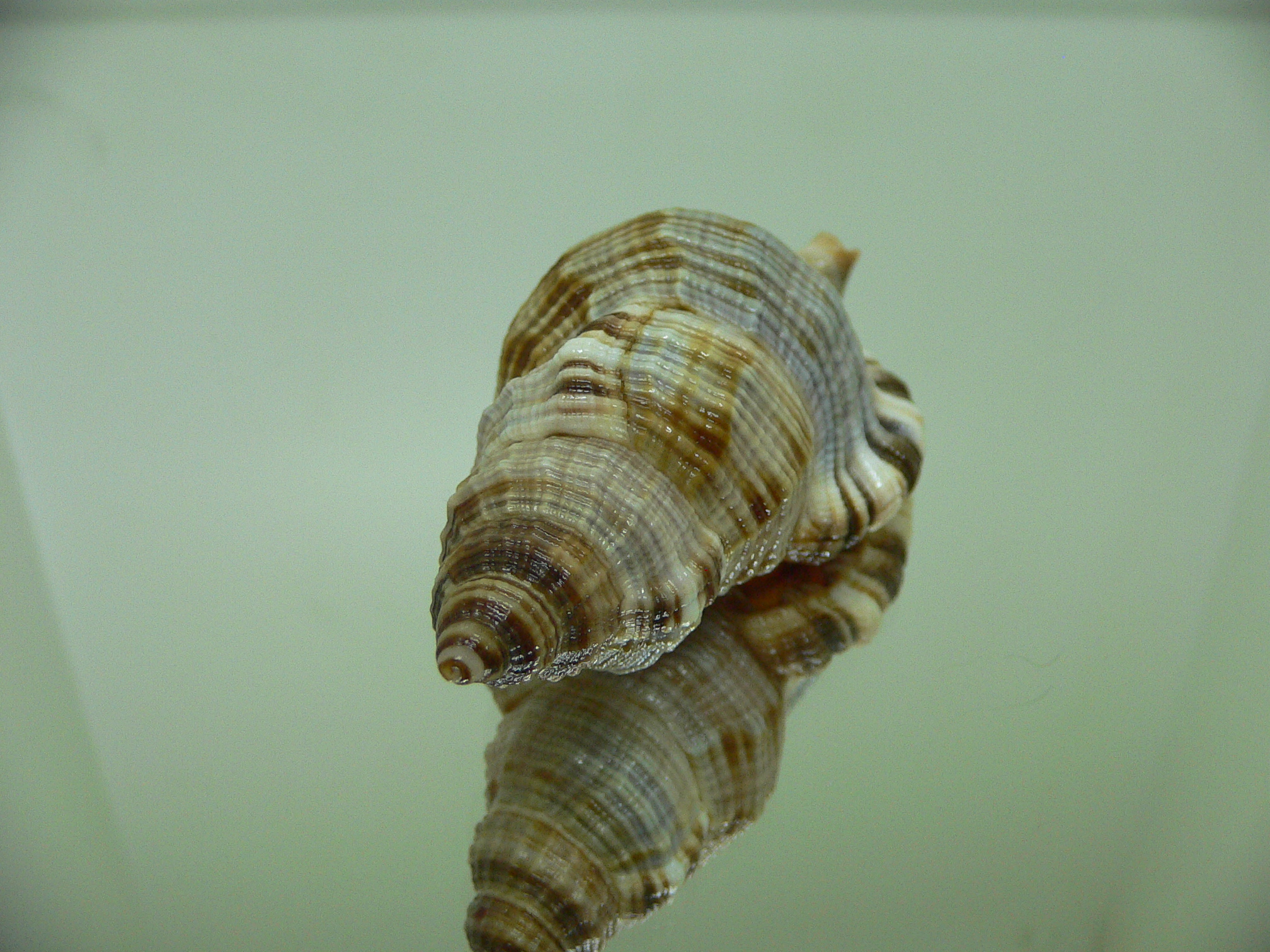 Monoplex pilearis ELONGATE