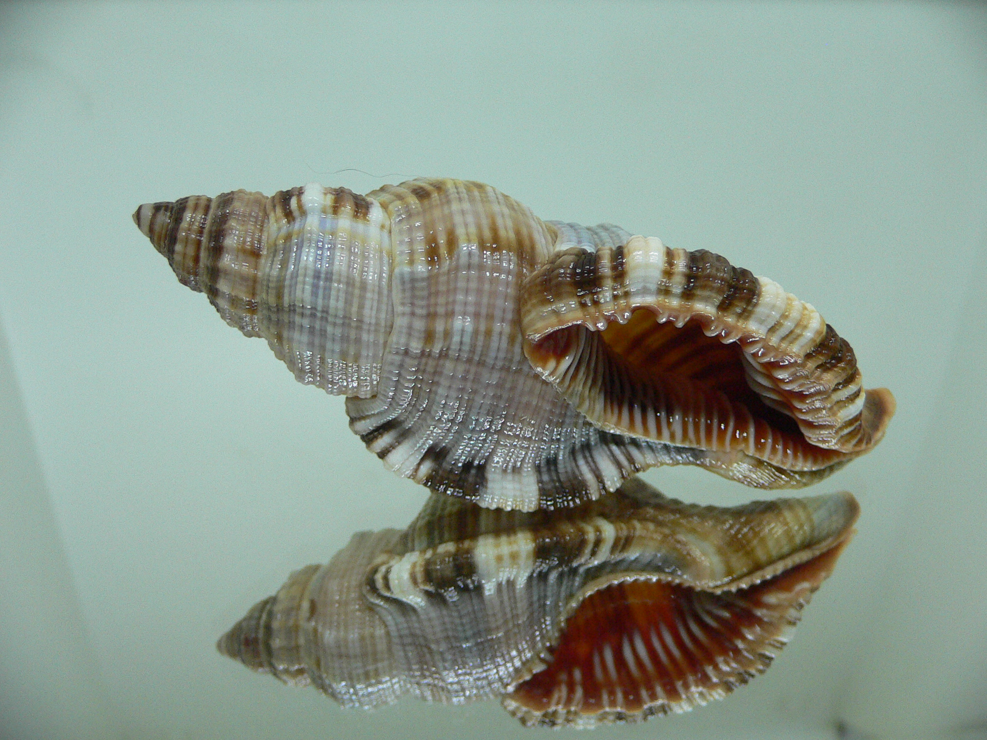 Monoplex pilearis ELONGATE