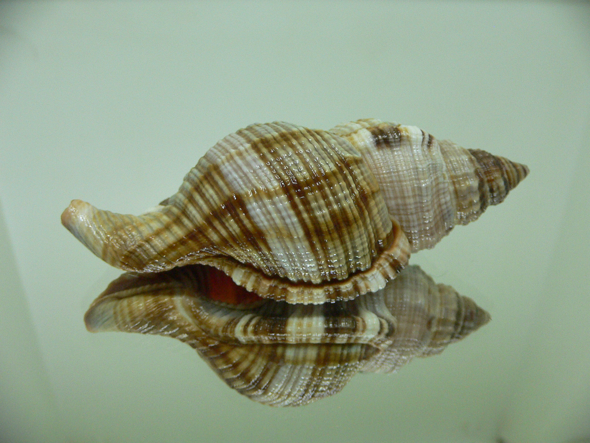 Monoplex pilearis ELONGATE