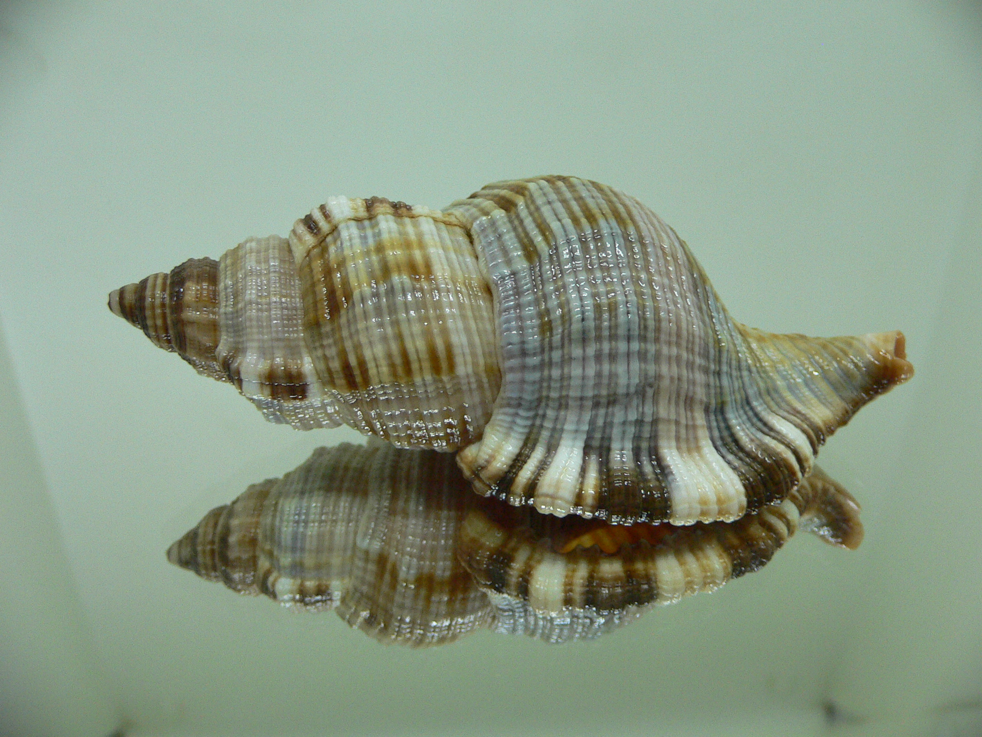 Monoplex pilearis ELONGATE