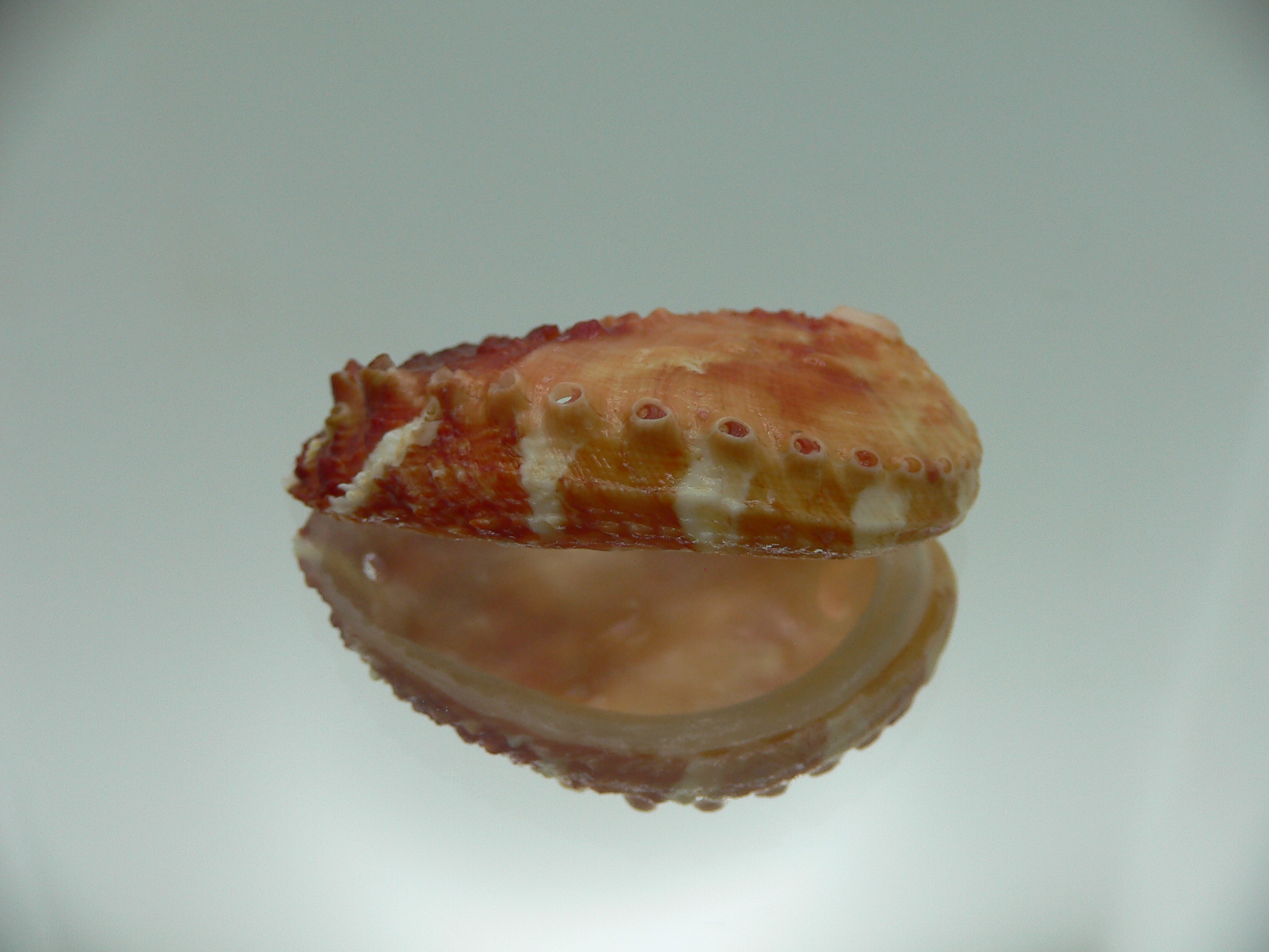 Haliotis planata BICOLOR