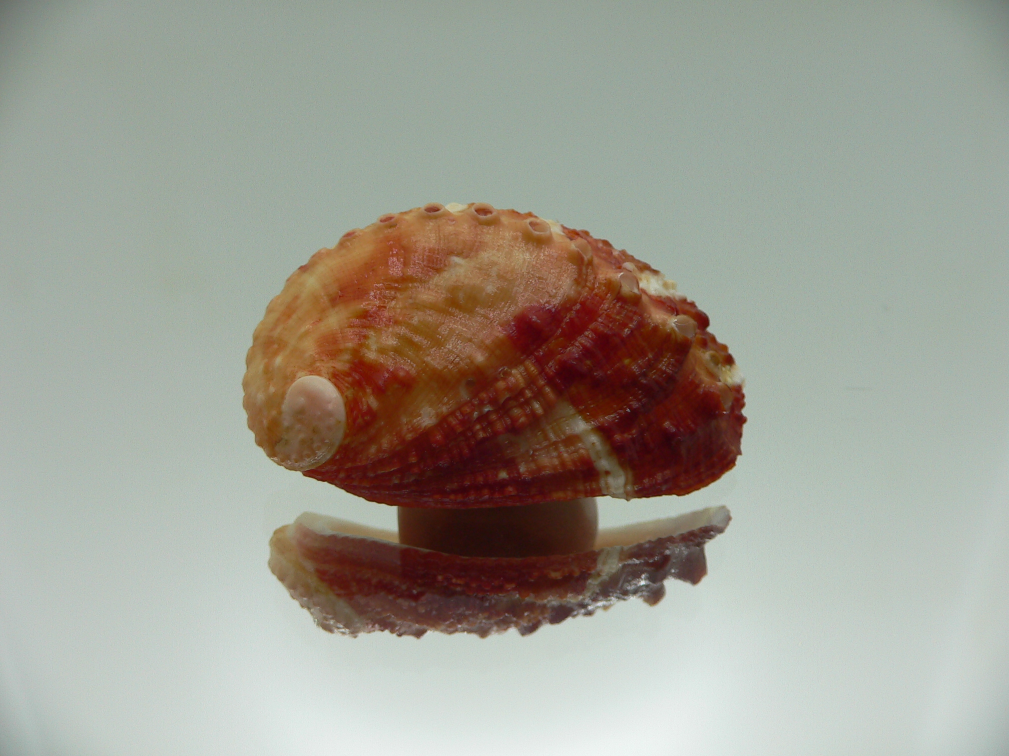 Haliotis planata BICOLOR