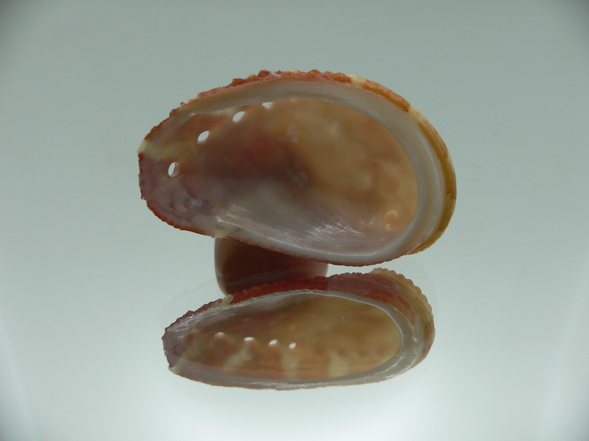 Haliotis planata BICOLOR