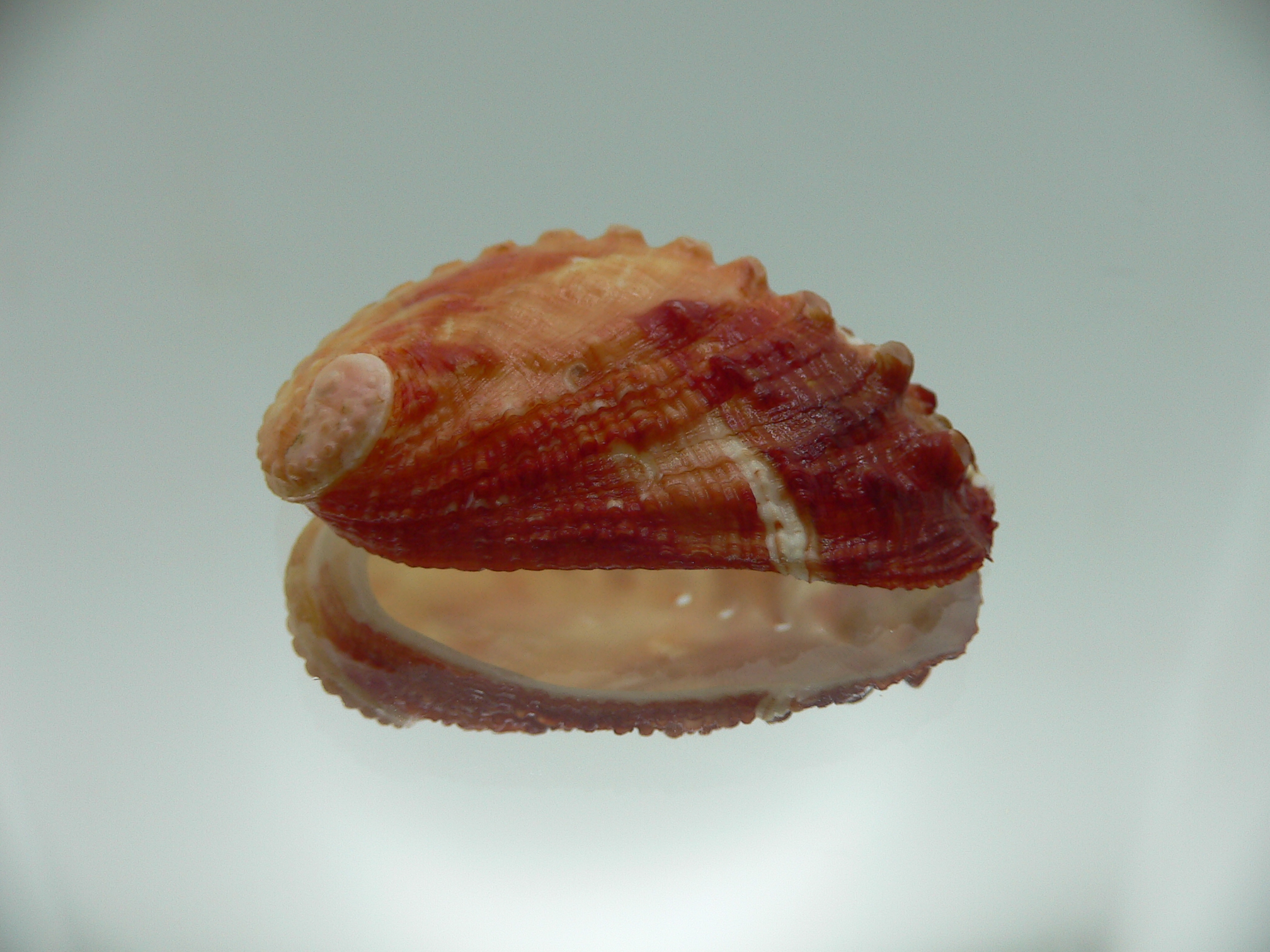 Haliotis planata BICOLOR