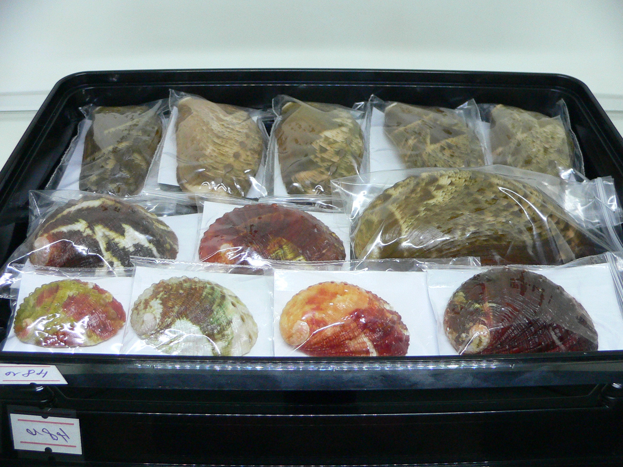 Haliotis planata BICOLOR