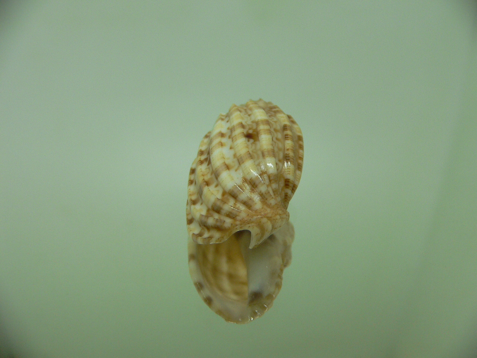 Harpa amouretta crassa (var.) COLOR DWARF