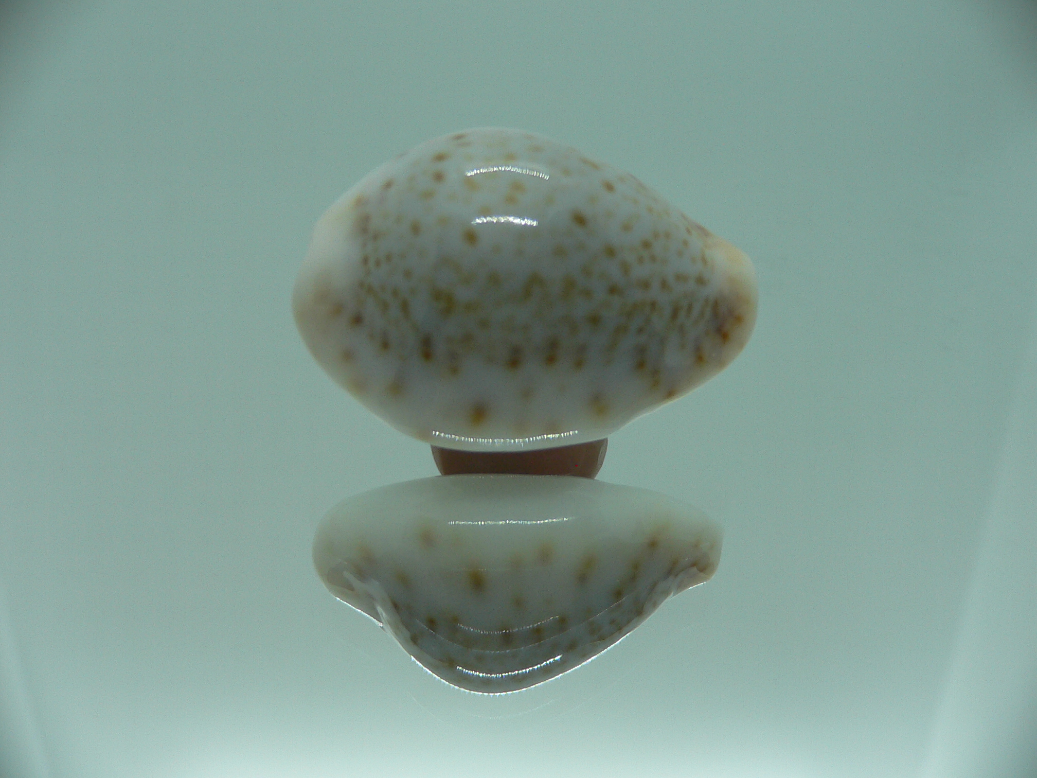 Cypraea turdus pardalina (var.) SUPER