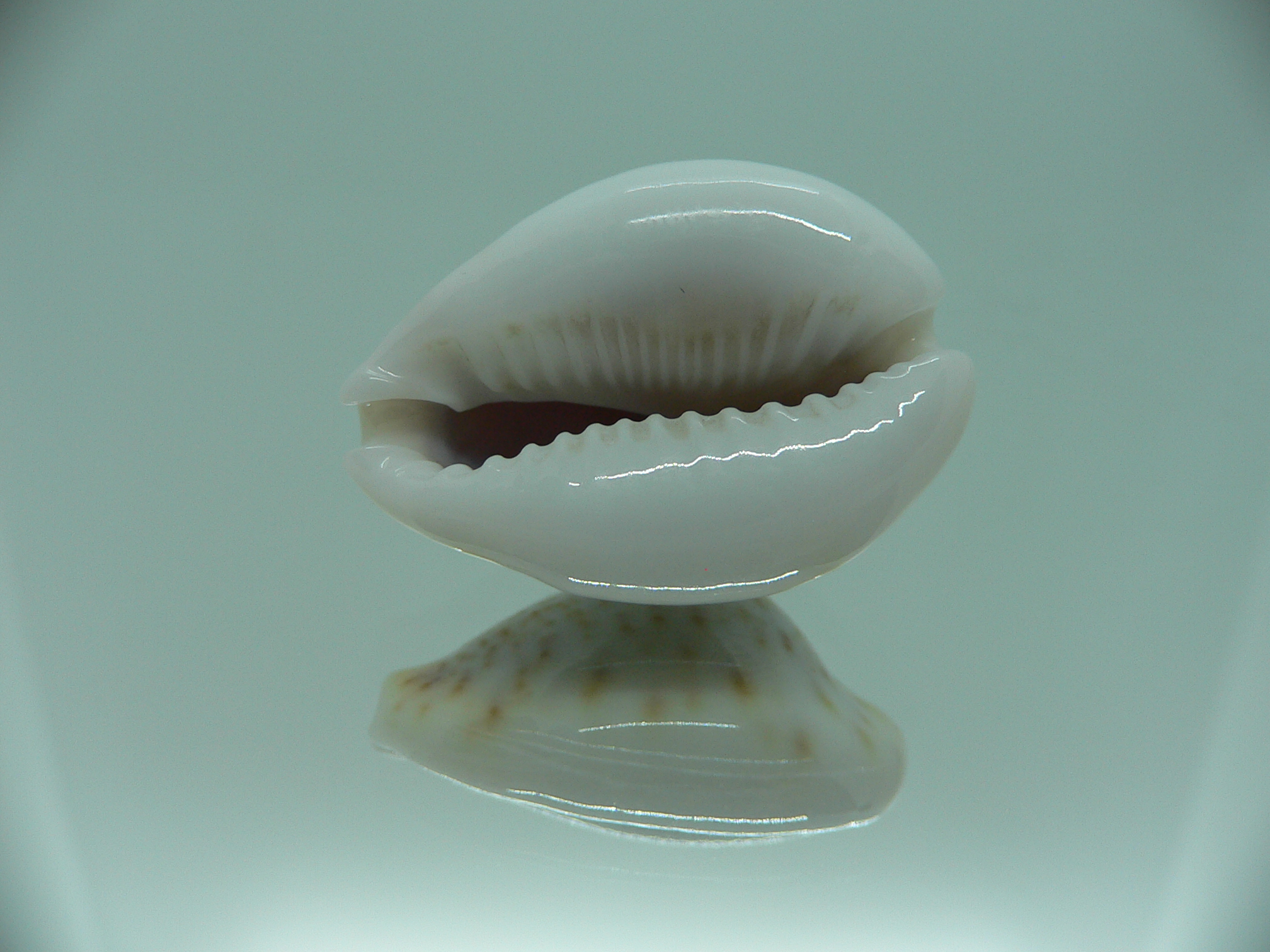 Cypraea turdus pardalina (var.) SUPER