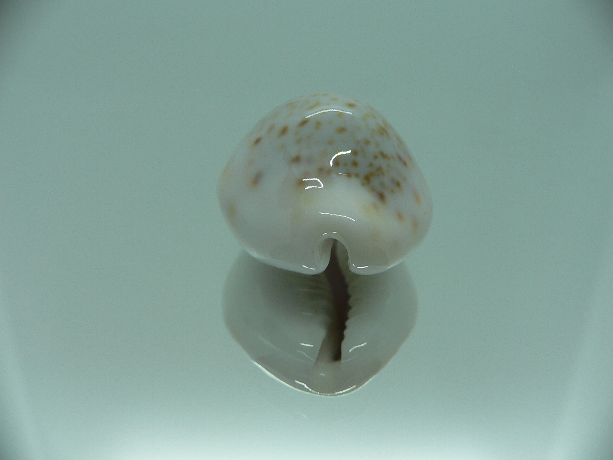 Cypraea turdus pardalina (var.) SUPER