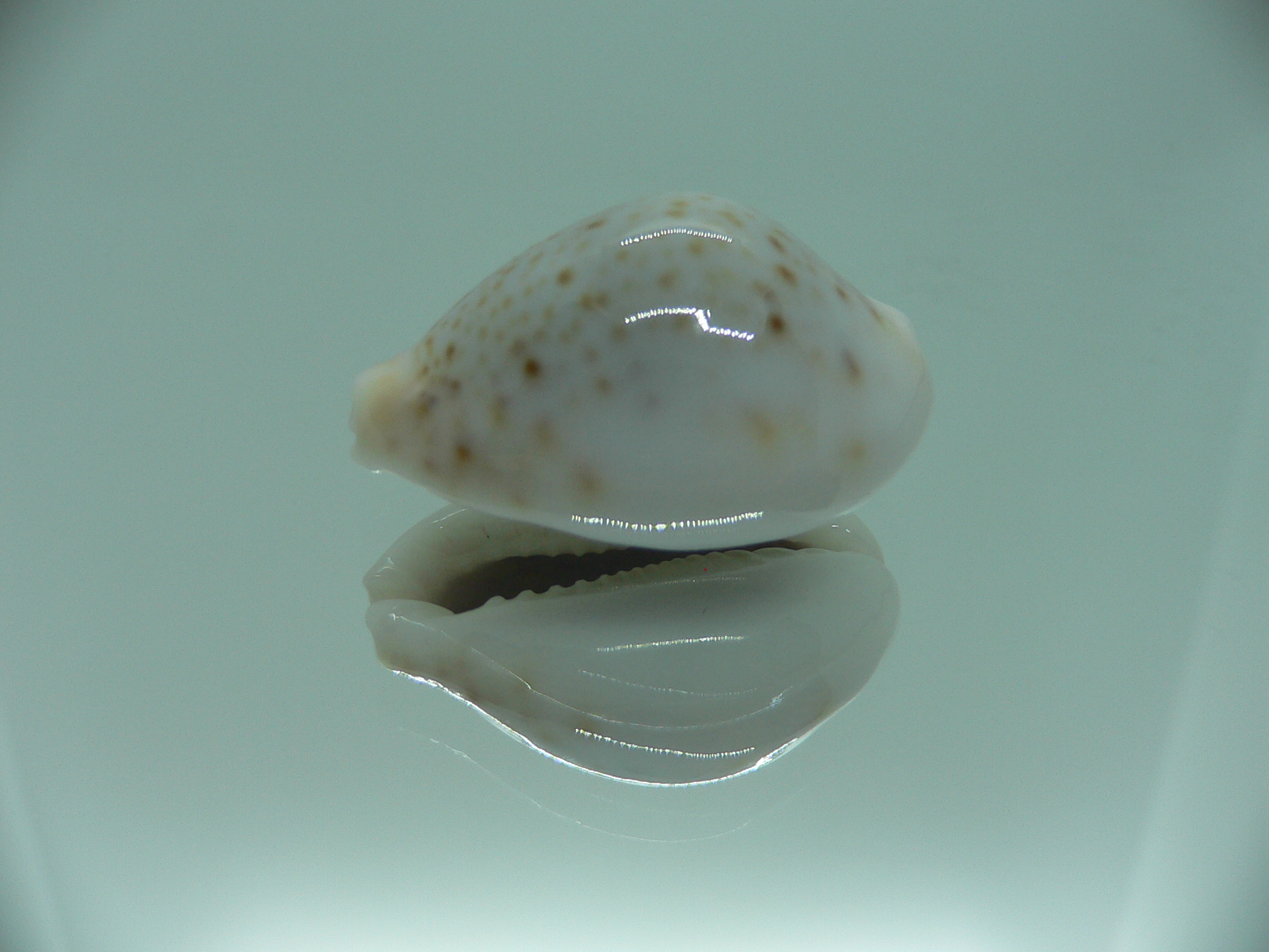 Cypraea turdus pardalina (var.) SUPER