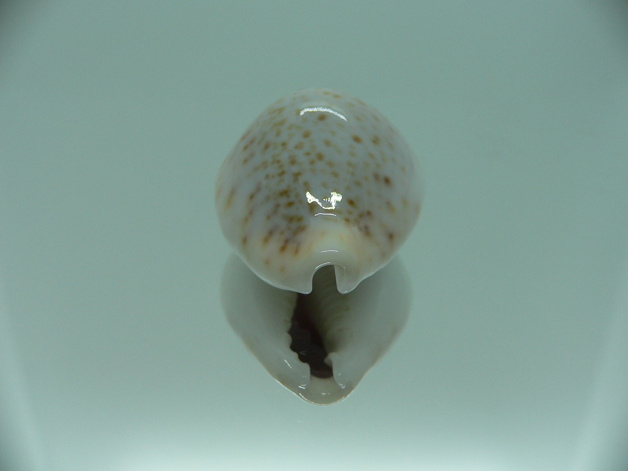 Cypraea turdus pardalina (var.) SUPER