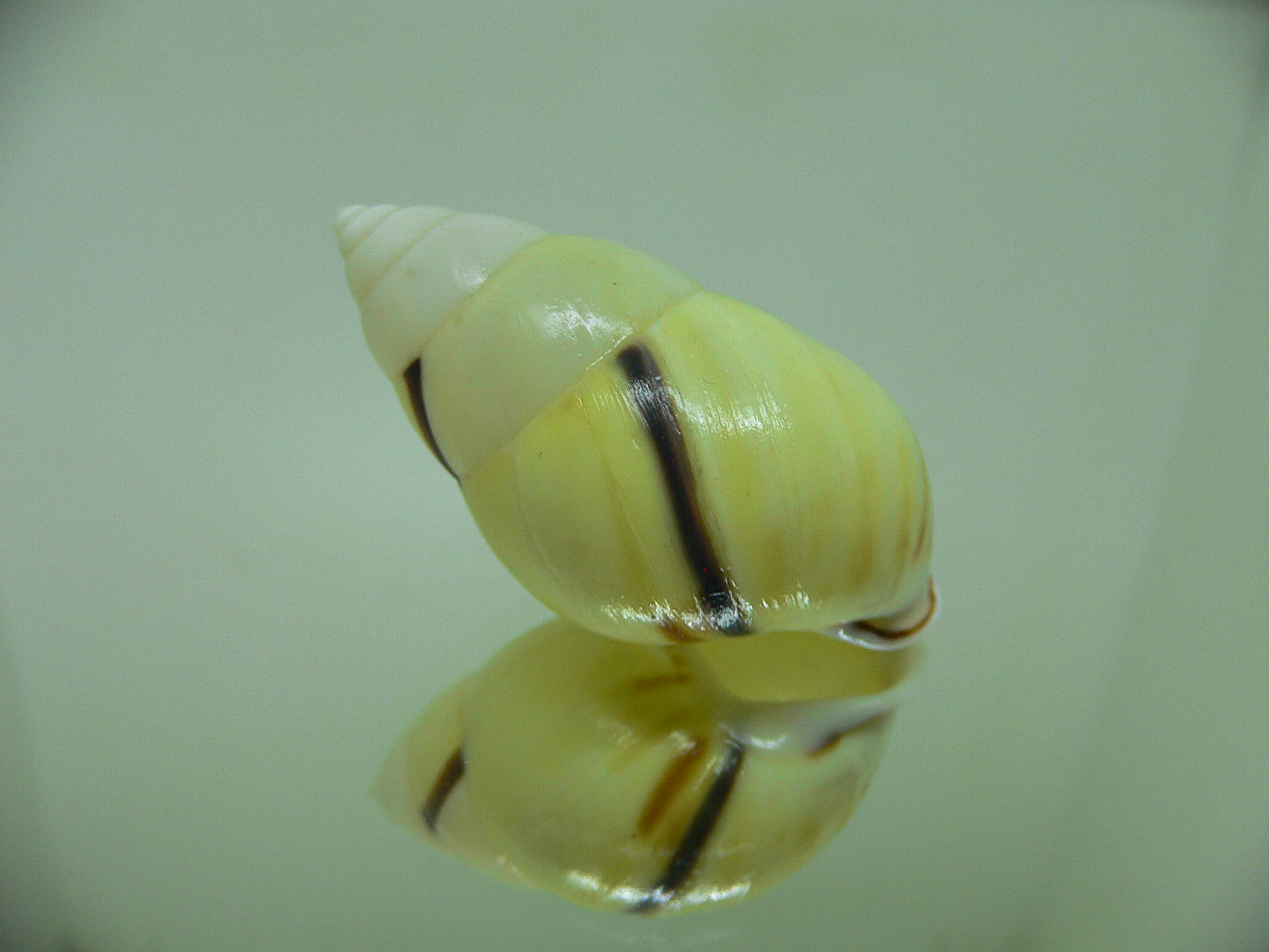 Amphidromus perversus borneensis STRIPES