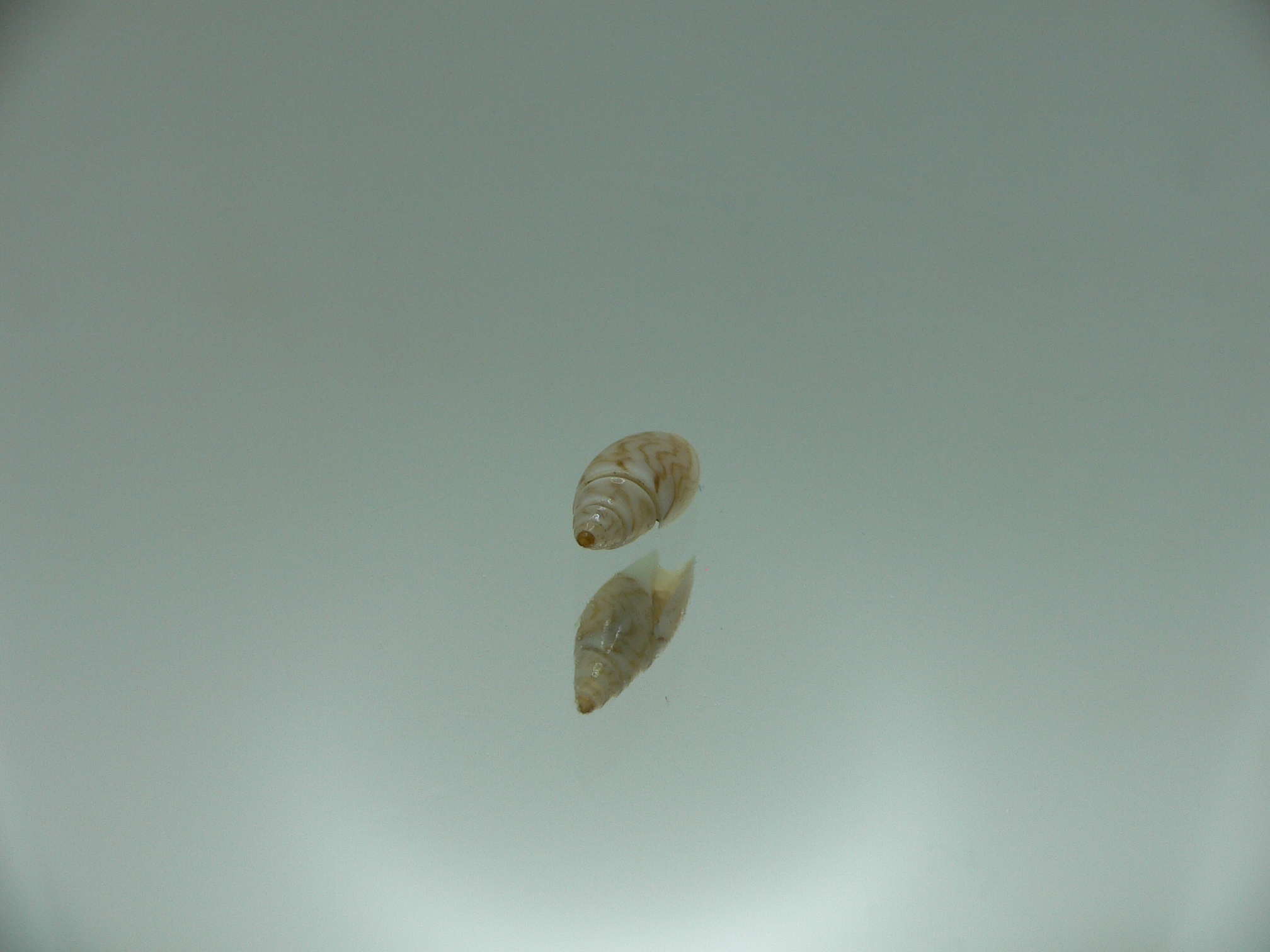 Olivella borealis BIG ZICZAC