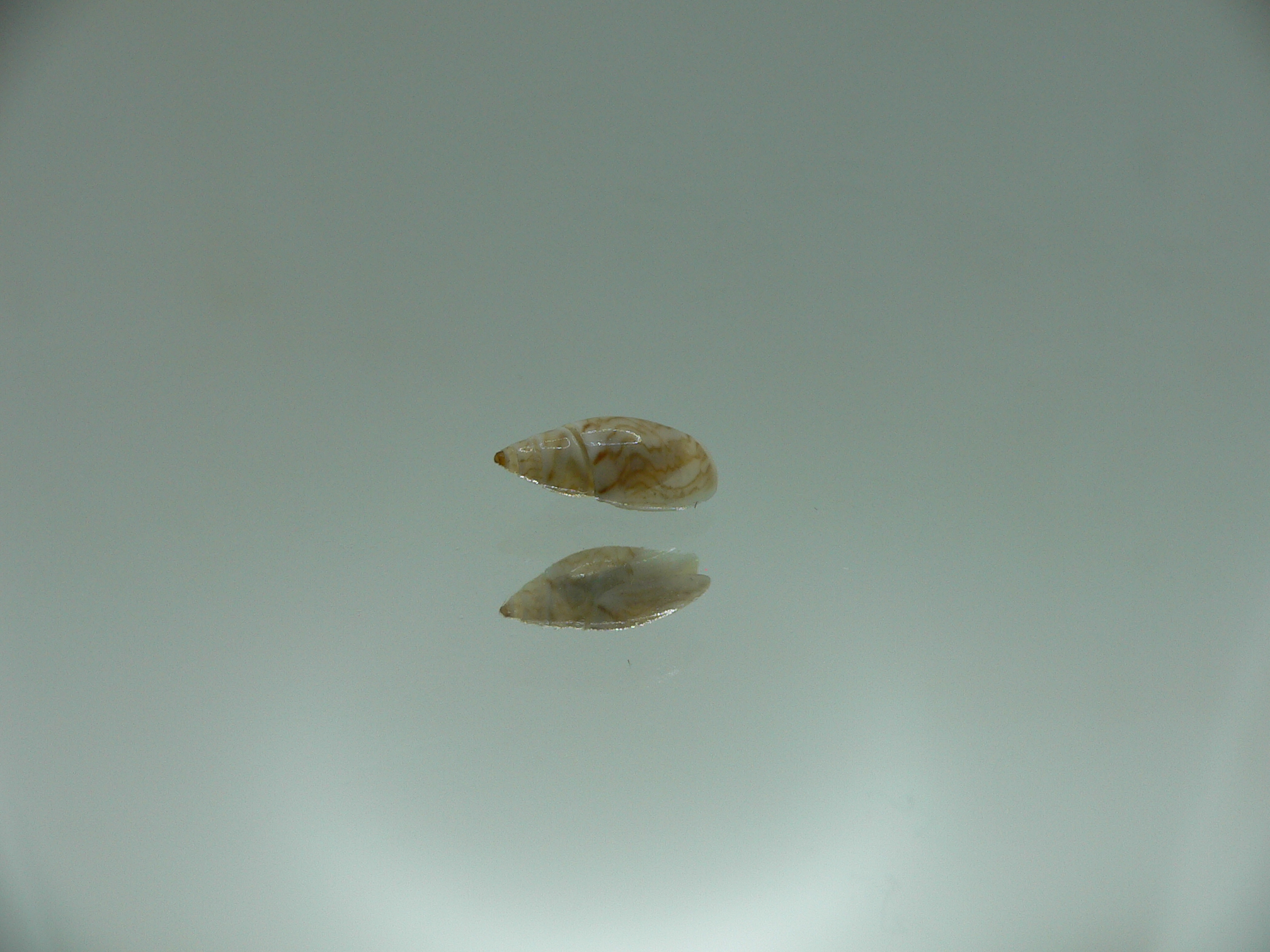 Olivella borealis BIG ZICZAC