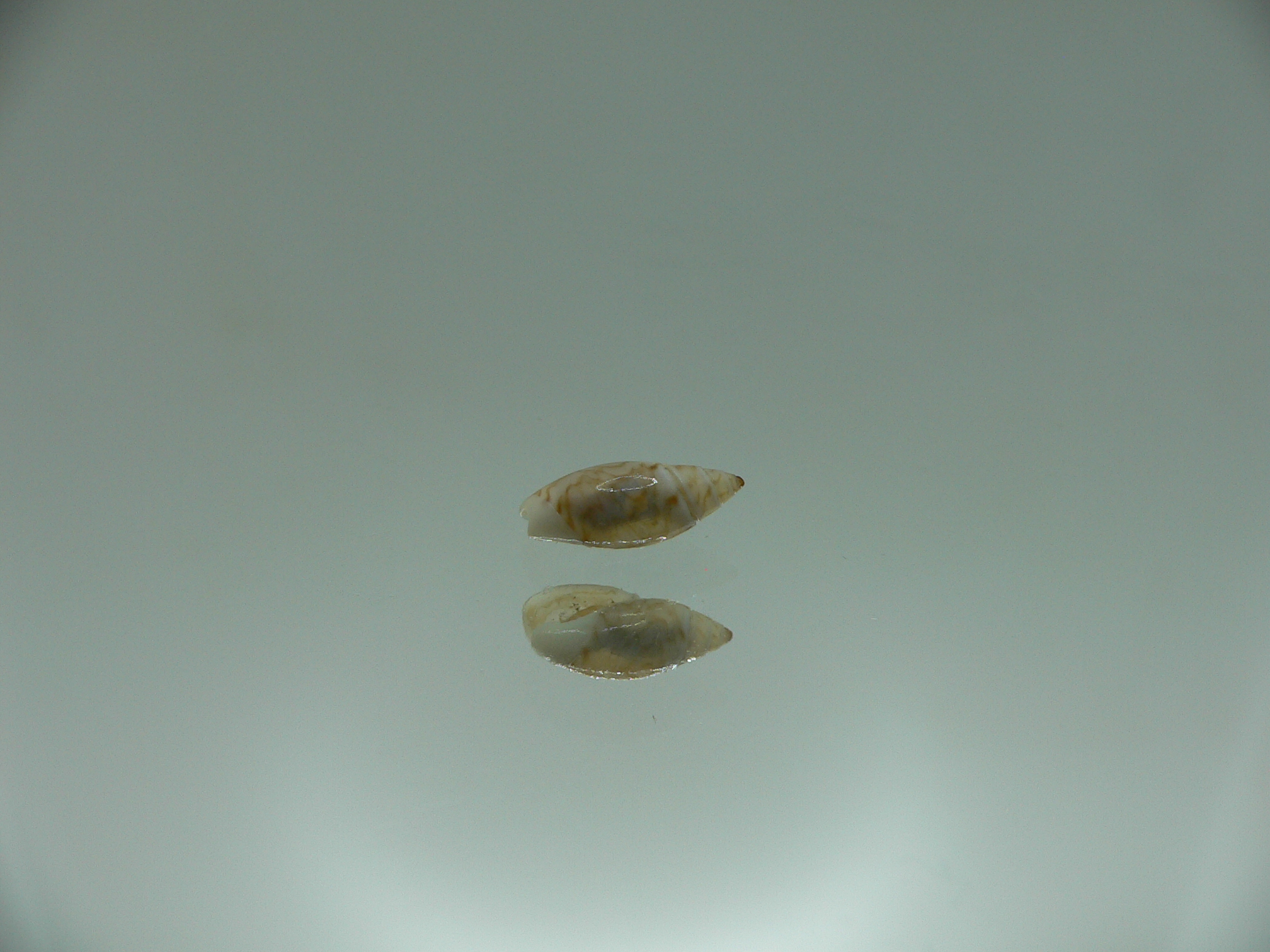 Olivella borealis BIG ZICZAC