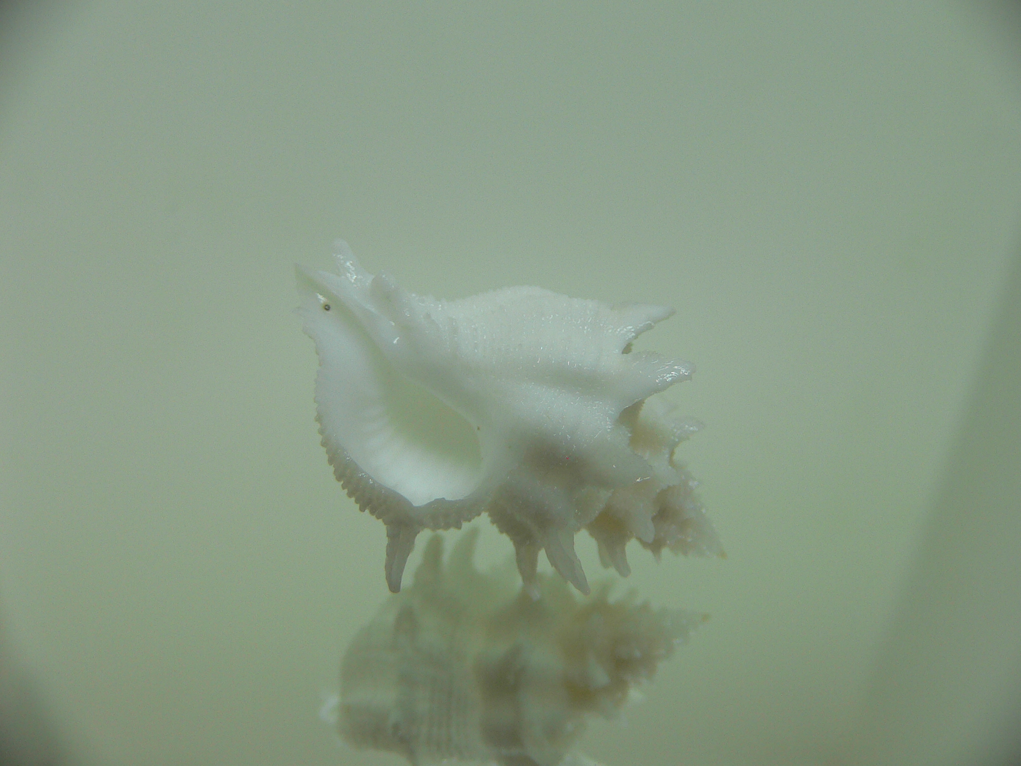 Babelomurex armatus PEAKS