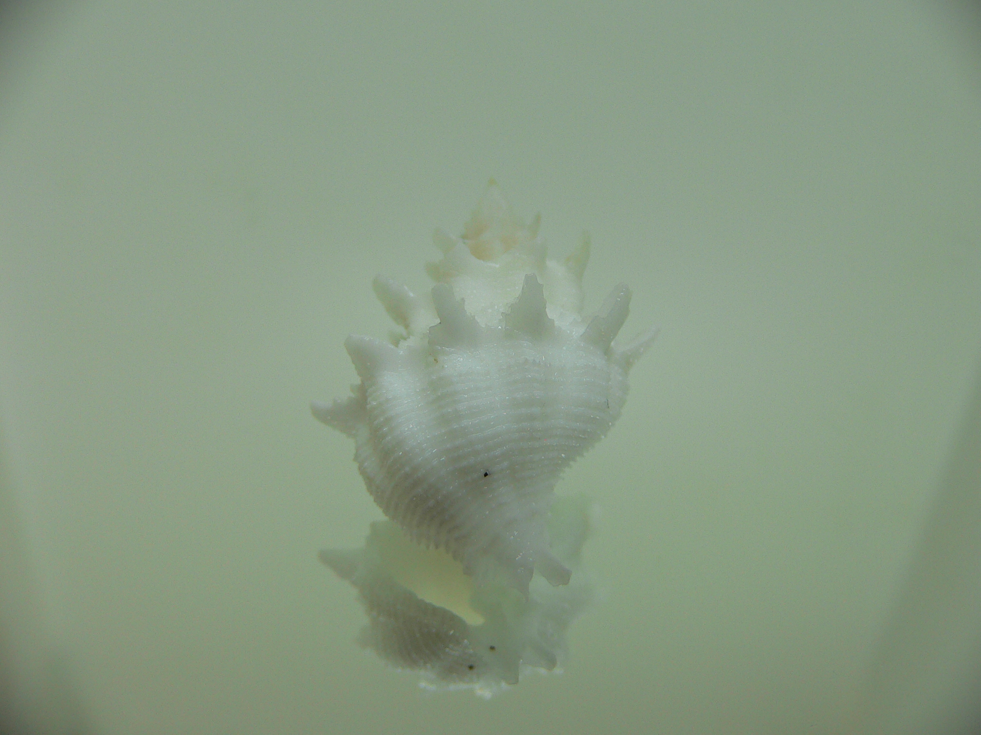 Babelomurex armatus PEAKS