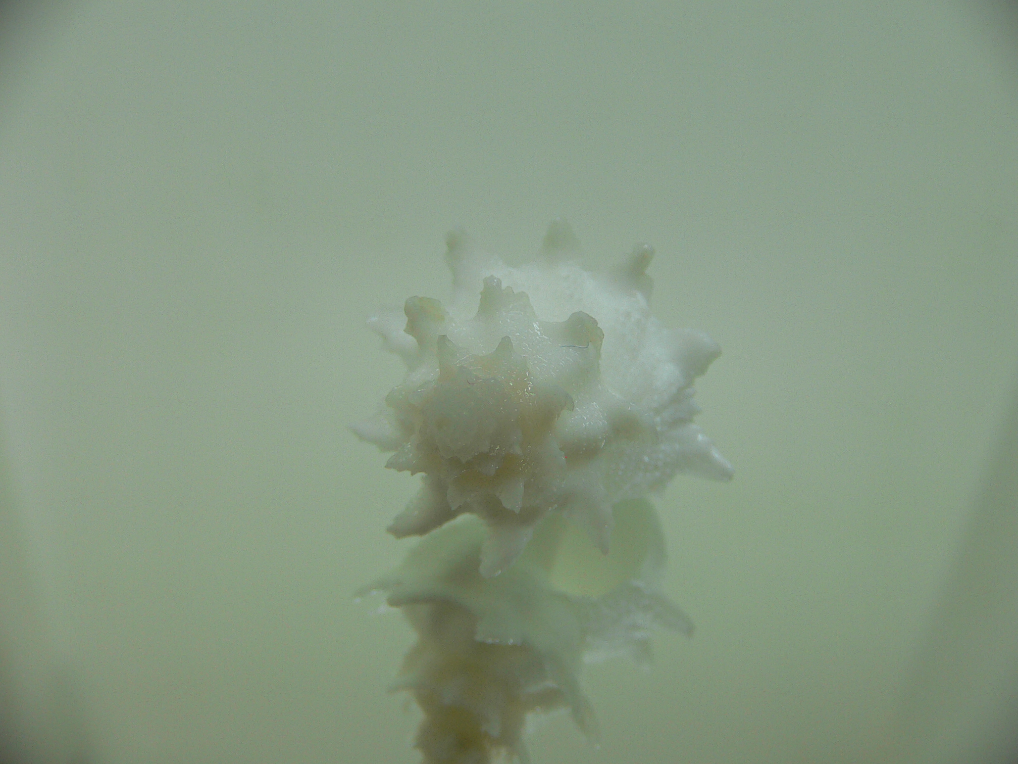 Babelomurex armatus PEAKS