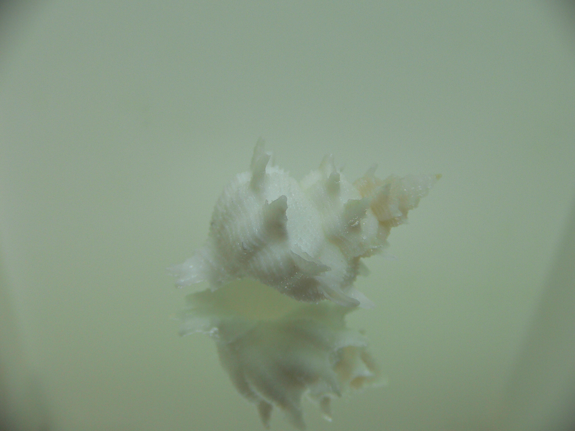 Babelomurex armatus PEAKS