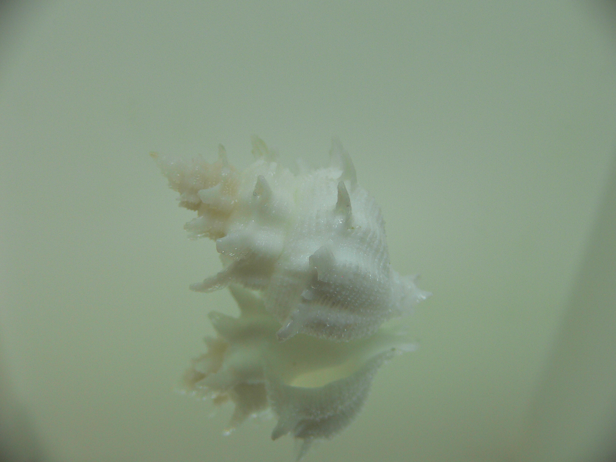 Babelomurex armatus PEAKS