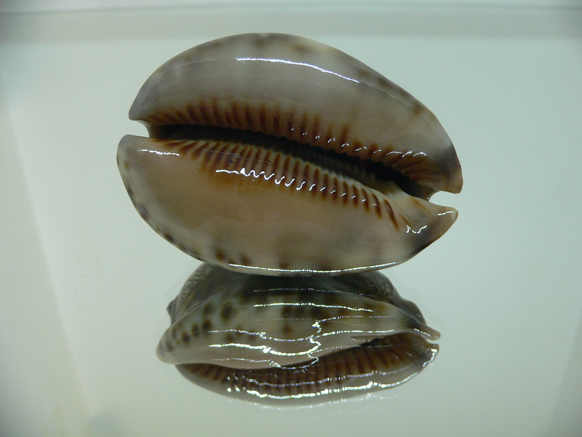 Cypraea arabica asiatica gibba (var.) FREAK & CLOR BASE