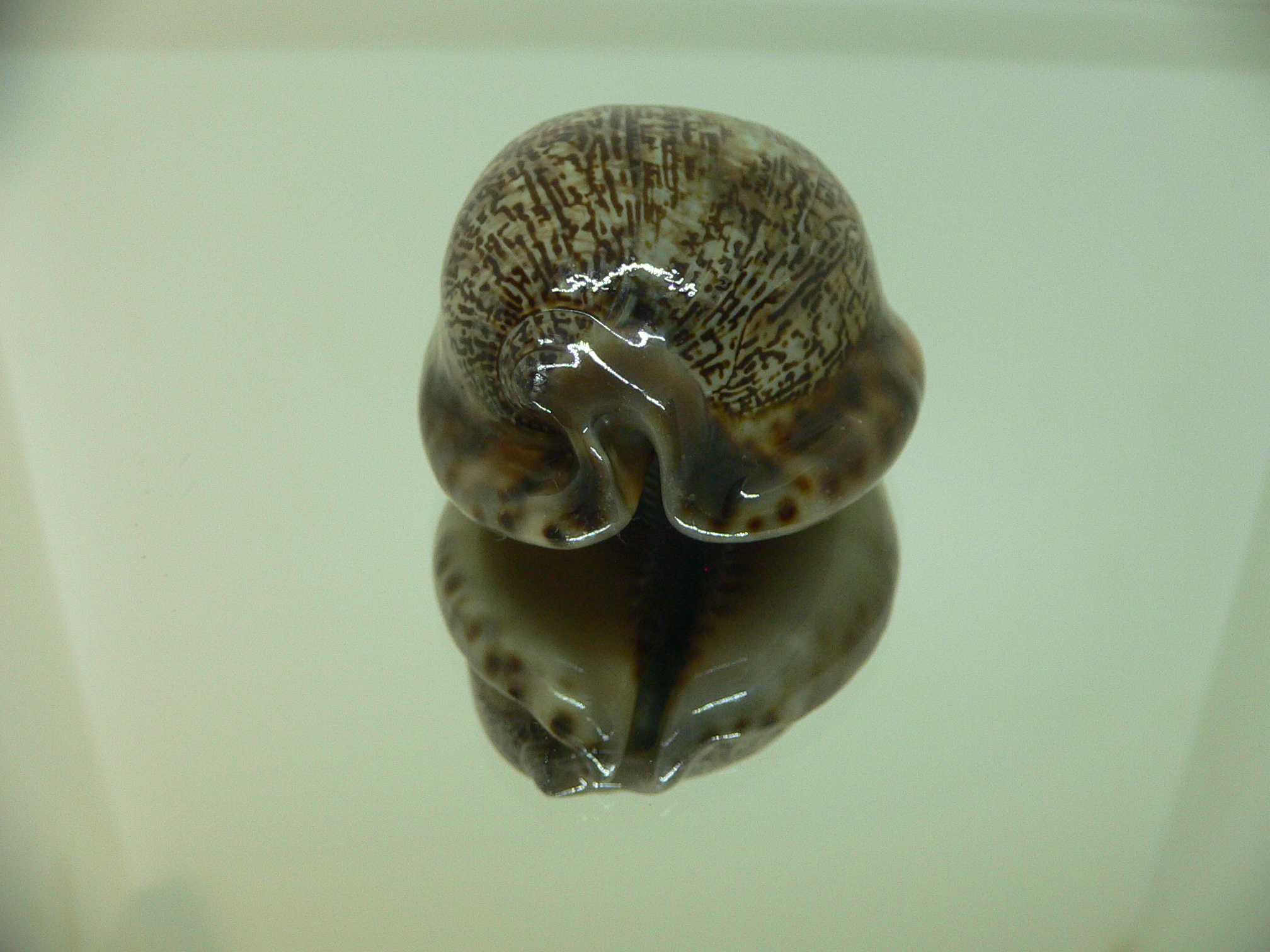 Cypraea arabica asiatica gibba (var.) FREAK & CLOR BASE