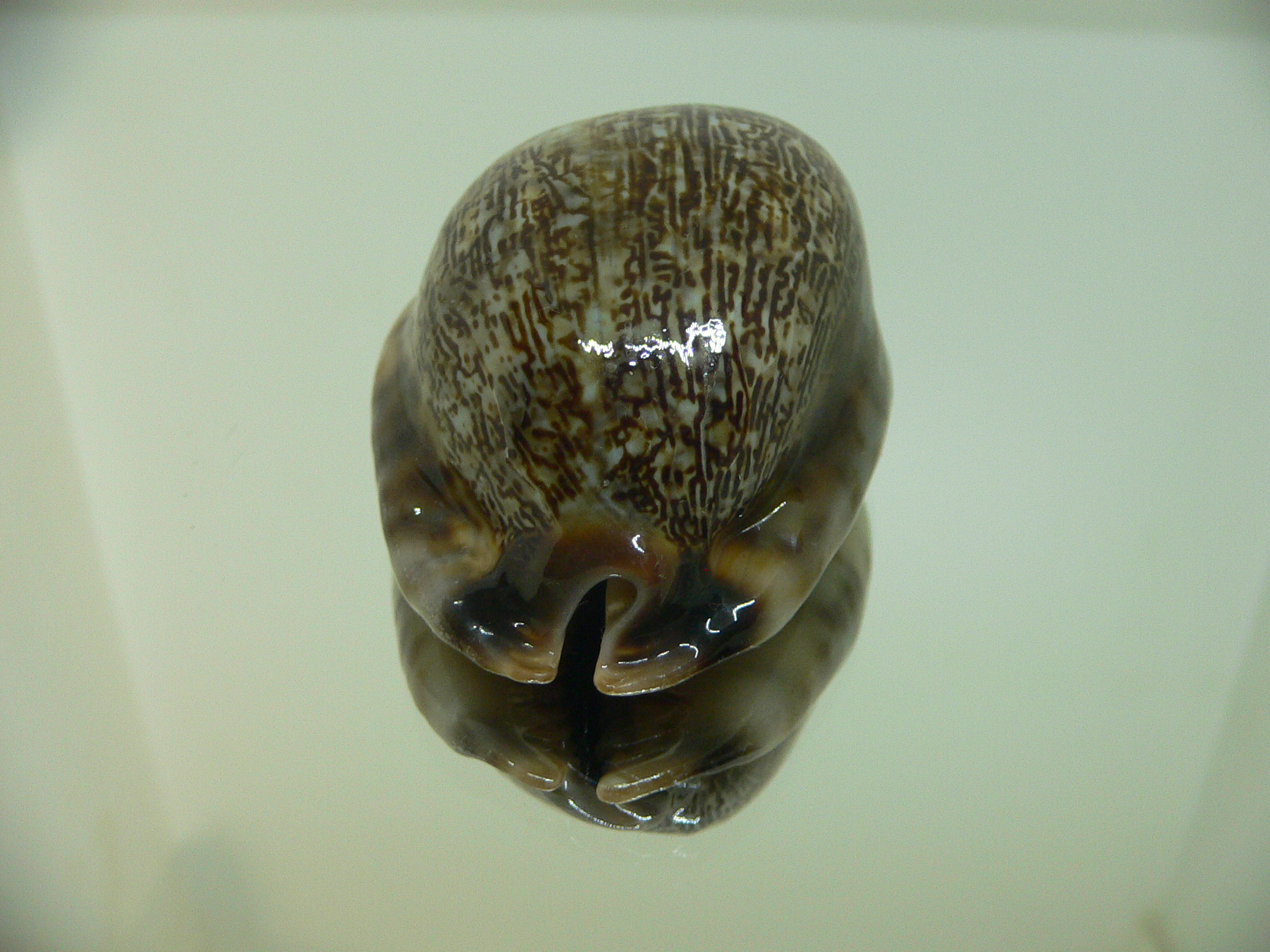Cypraea arabica asiatica gibba (var.) FREAK & CLOR BASE