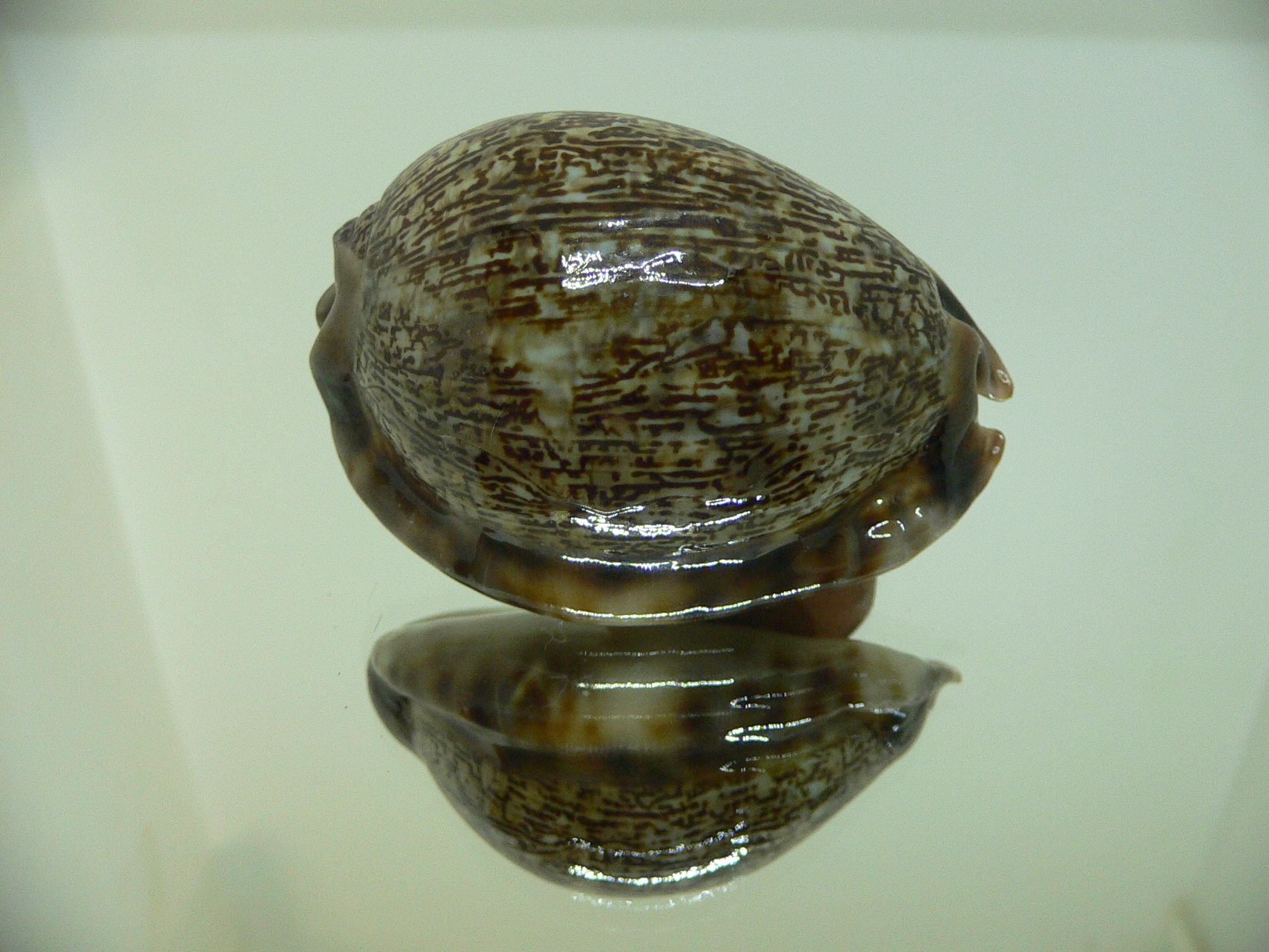 Cypraea arabica asiatica gibba (var.) FREAK & CLOR BASE