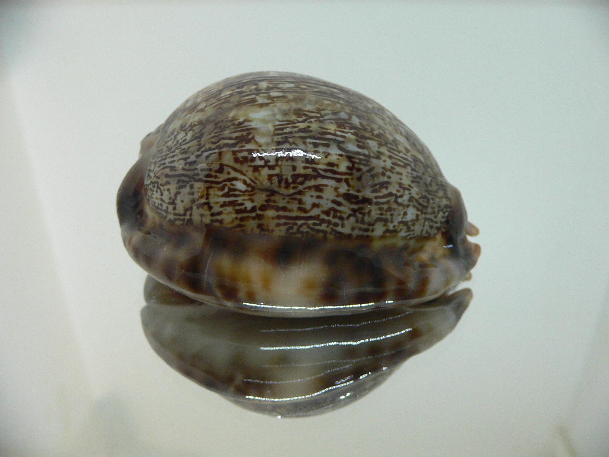 Cypraea arabica asiatica gibba (var.) FREAK & CLOR BASE