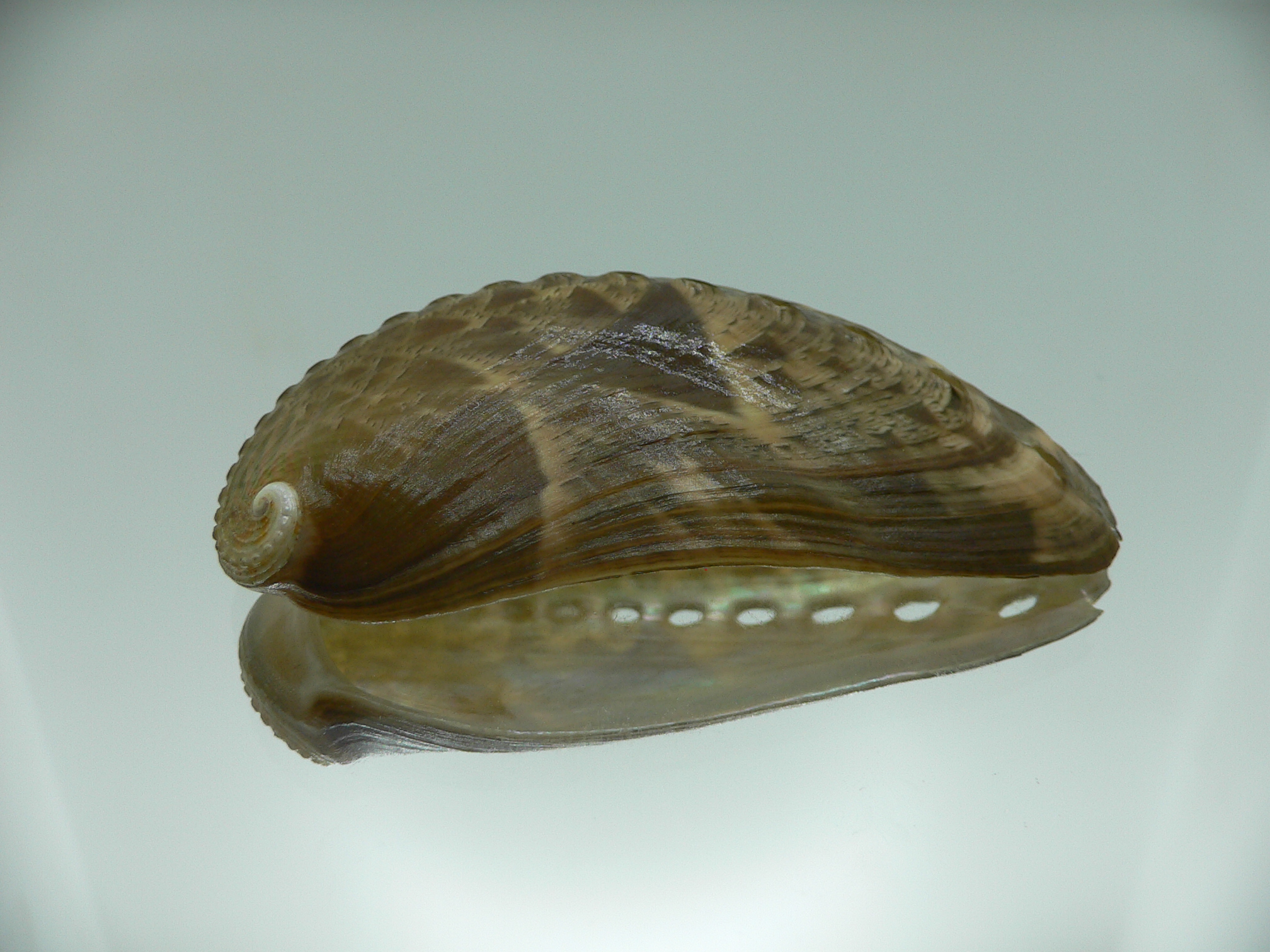 Haliotis asinina PEARL & FISH