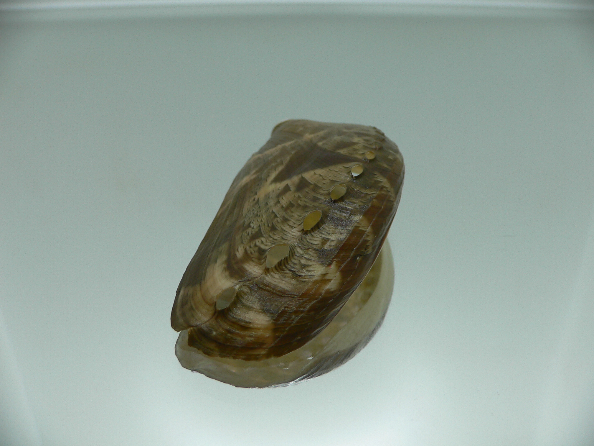 Haliotis asinina PEARL & FISH