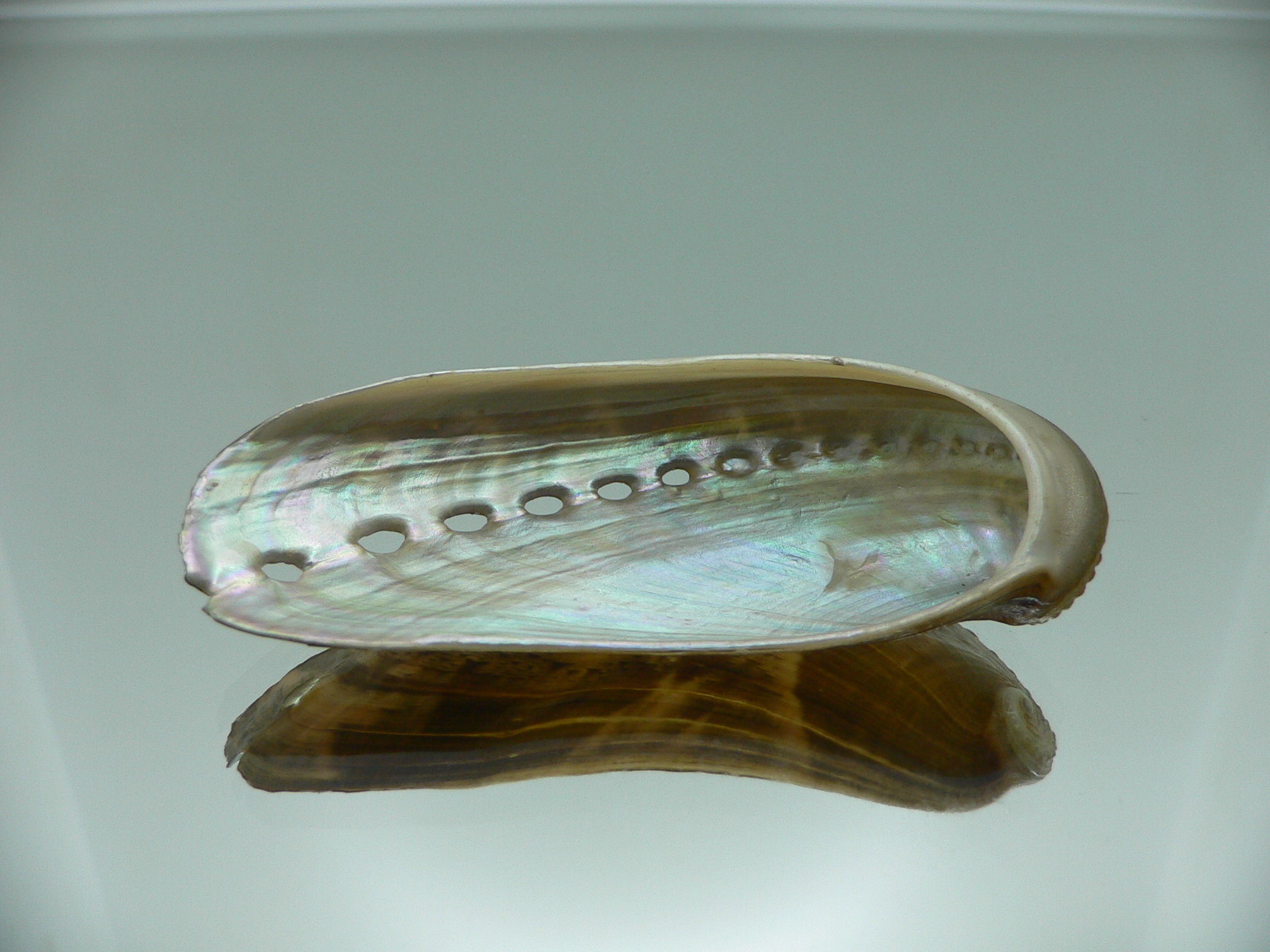 Haliotis asinina PEARL & FISH