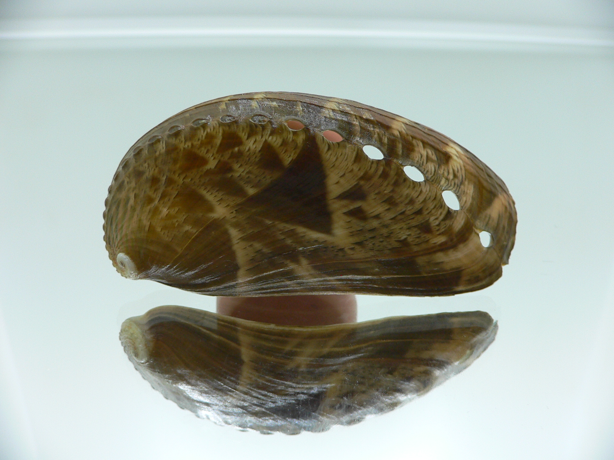 Haliotis asinina PEARL & FISH