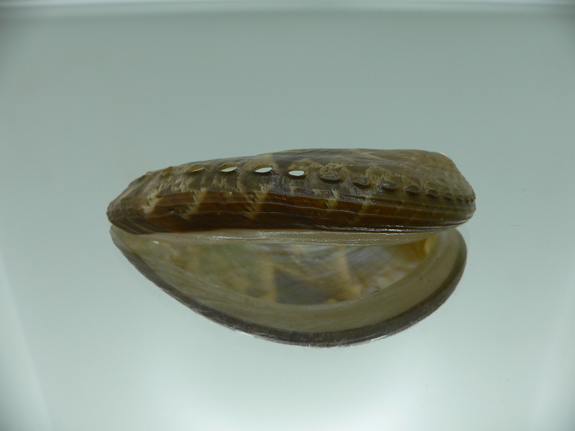 Haliotis asinina PEARL & FISH