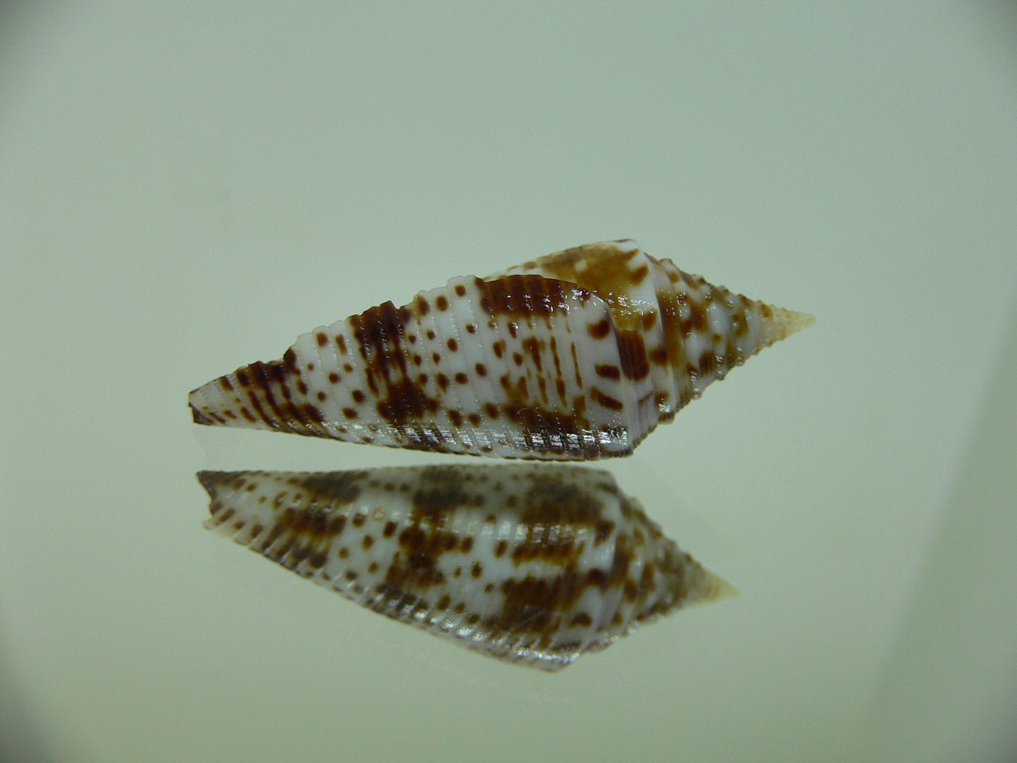 Conus aculeiformis delicatus (var.)  VERY BIG & DARK