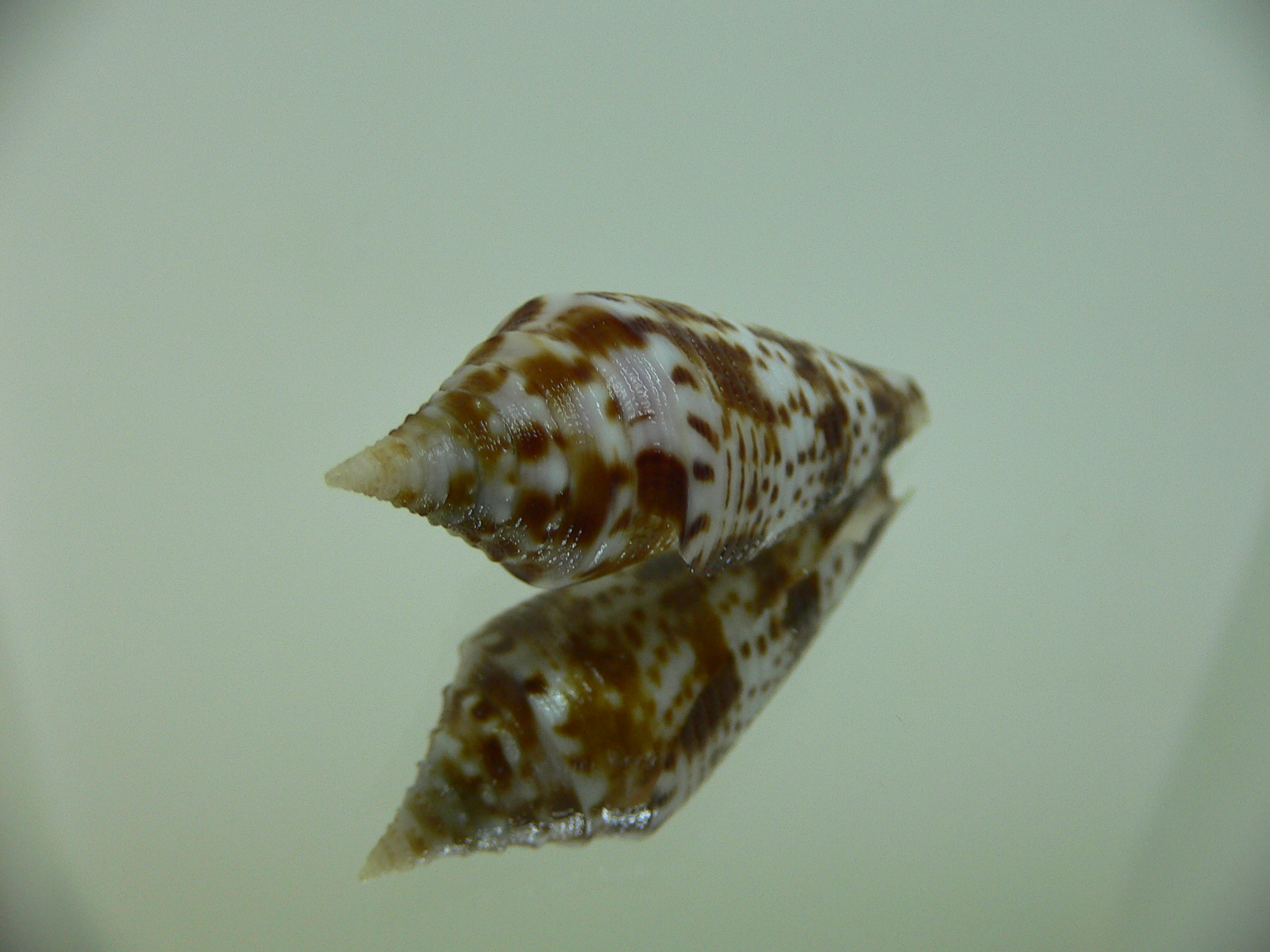 Conus aculeiformis delicatus (var.)  VERY BIG & DARK