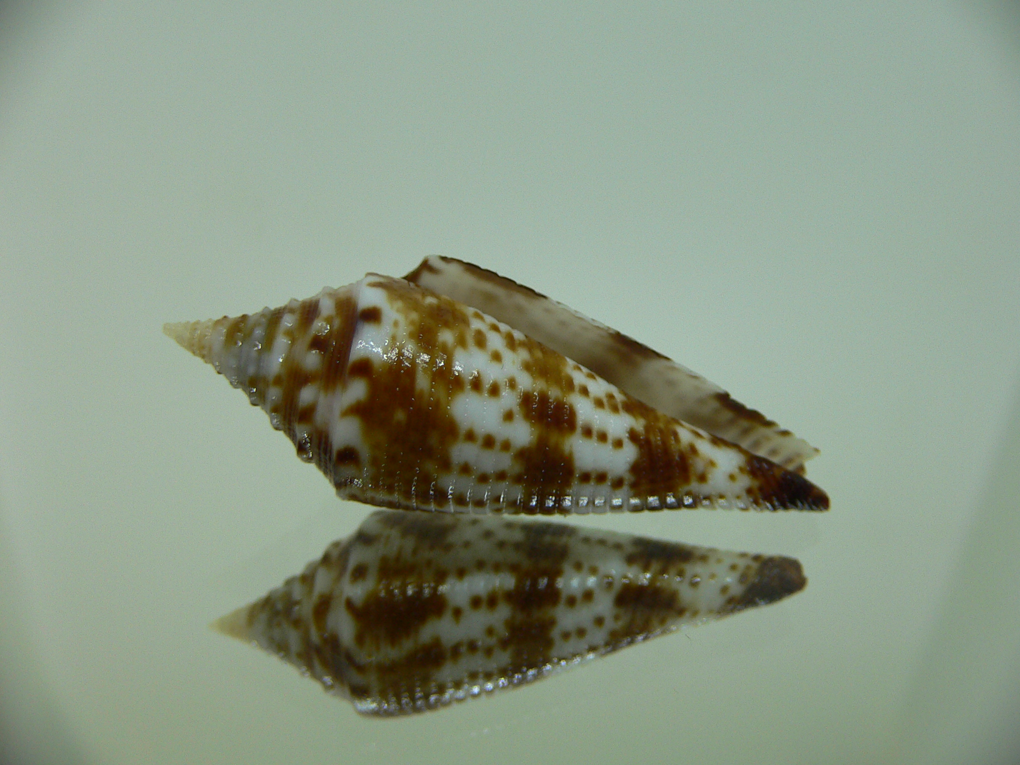 Conus aculeiformis delicatus (var.)  VERY BIG & DARK