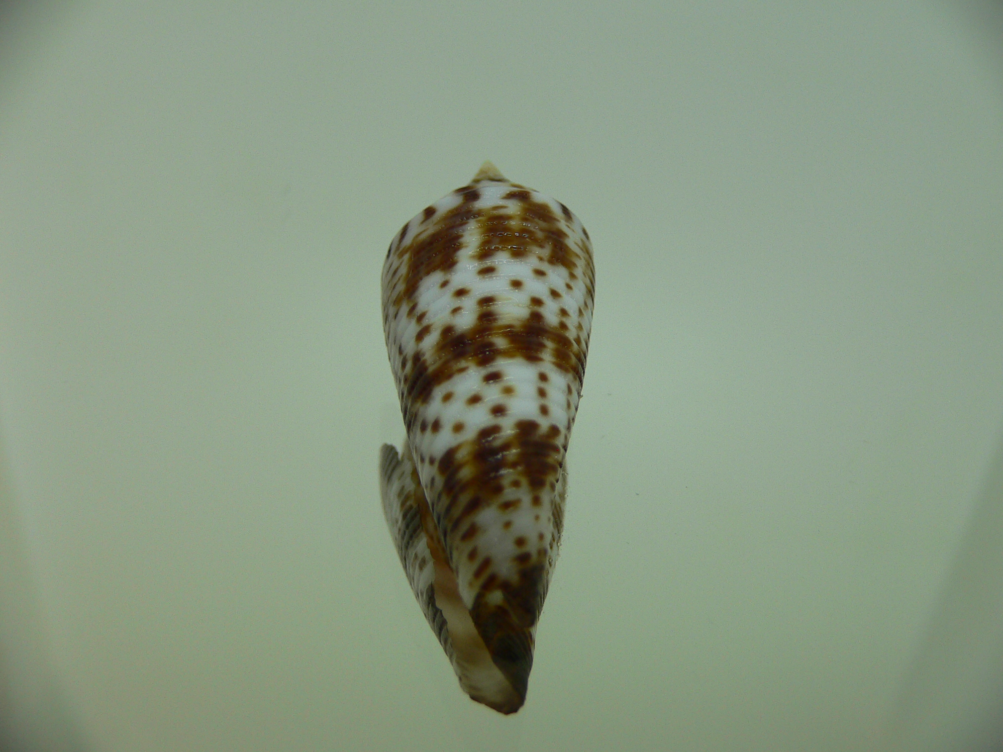 Conus aculeiformis delicatus (var.)  VERY BIG & DARK