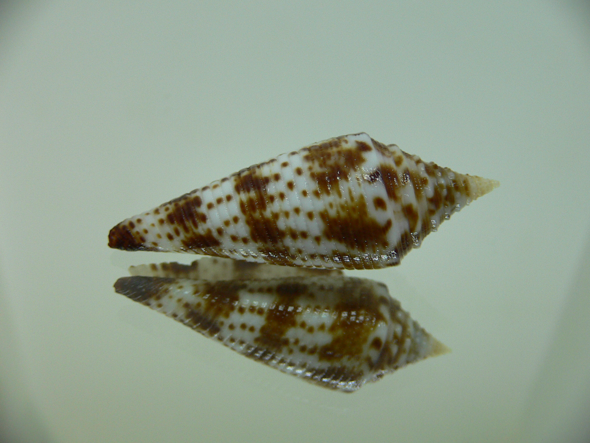 Conus aculeiformis delicatus (var.)  VERY BIG & DARK
