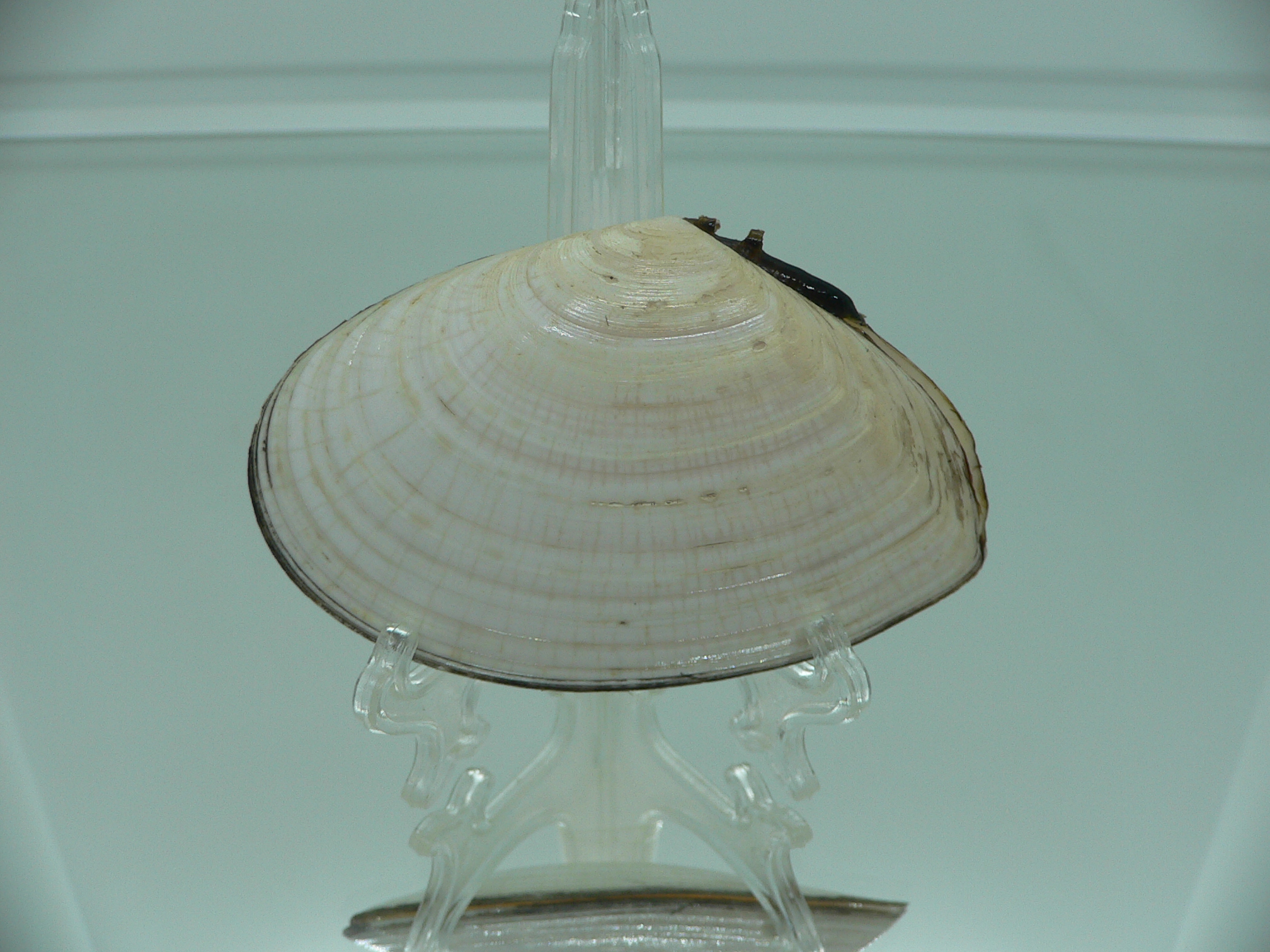 Peronidia venulosa BIG 2