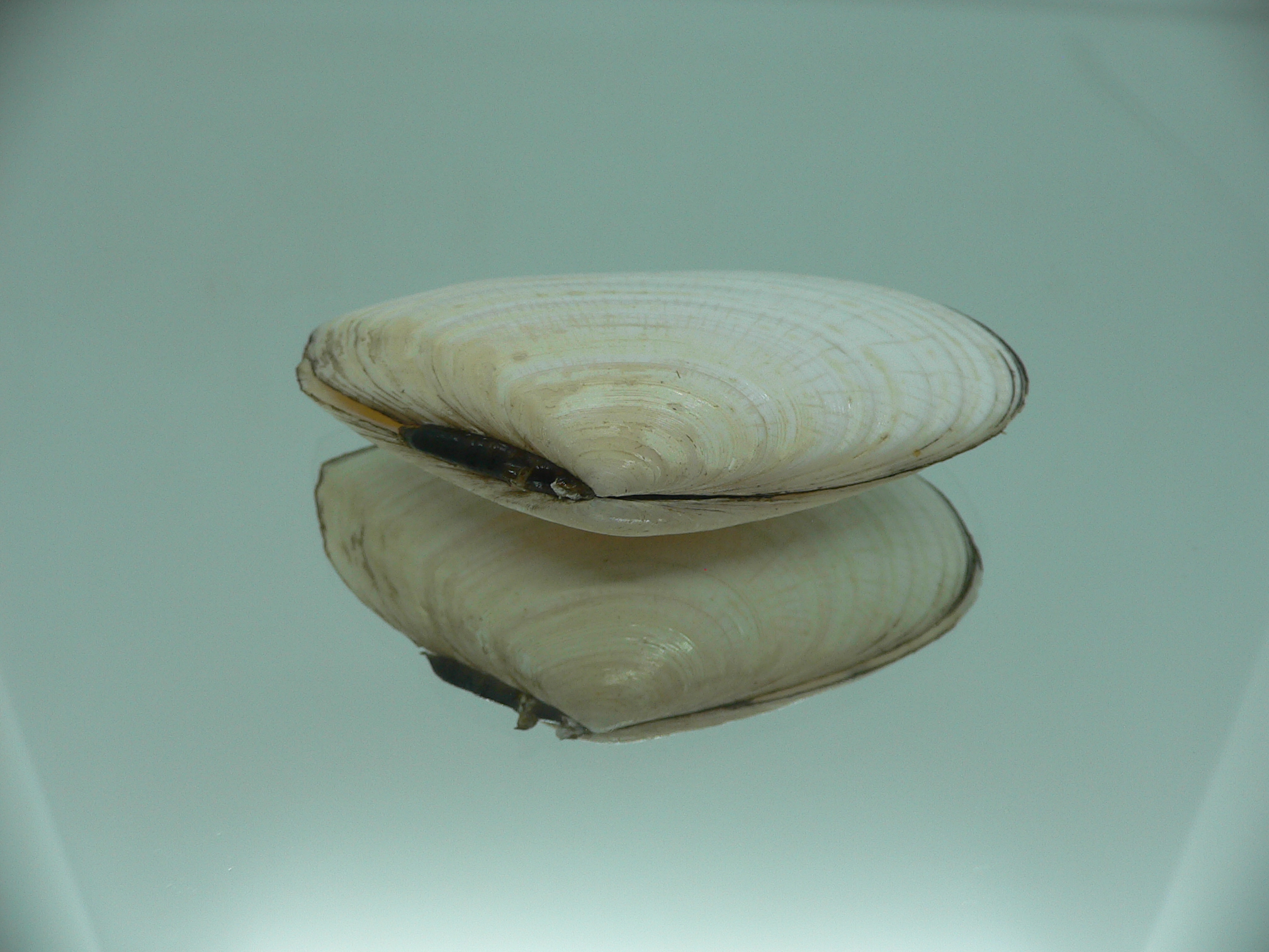 Peronidia venulosa BIG 2