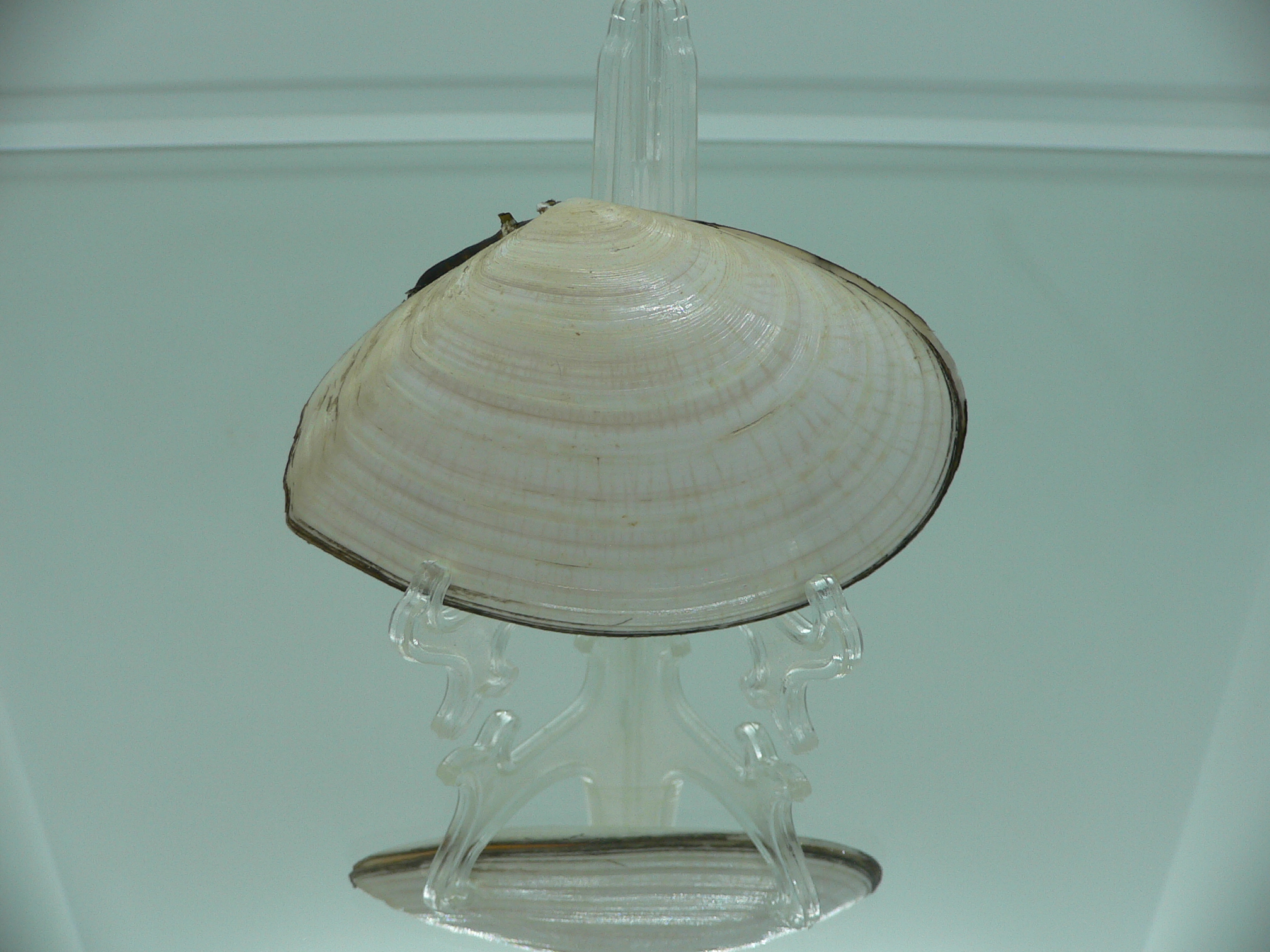 Peronidia venulosa BIG 2