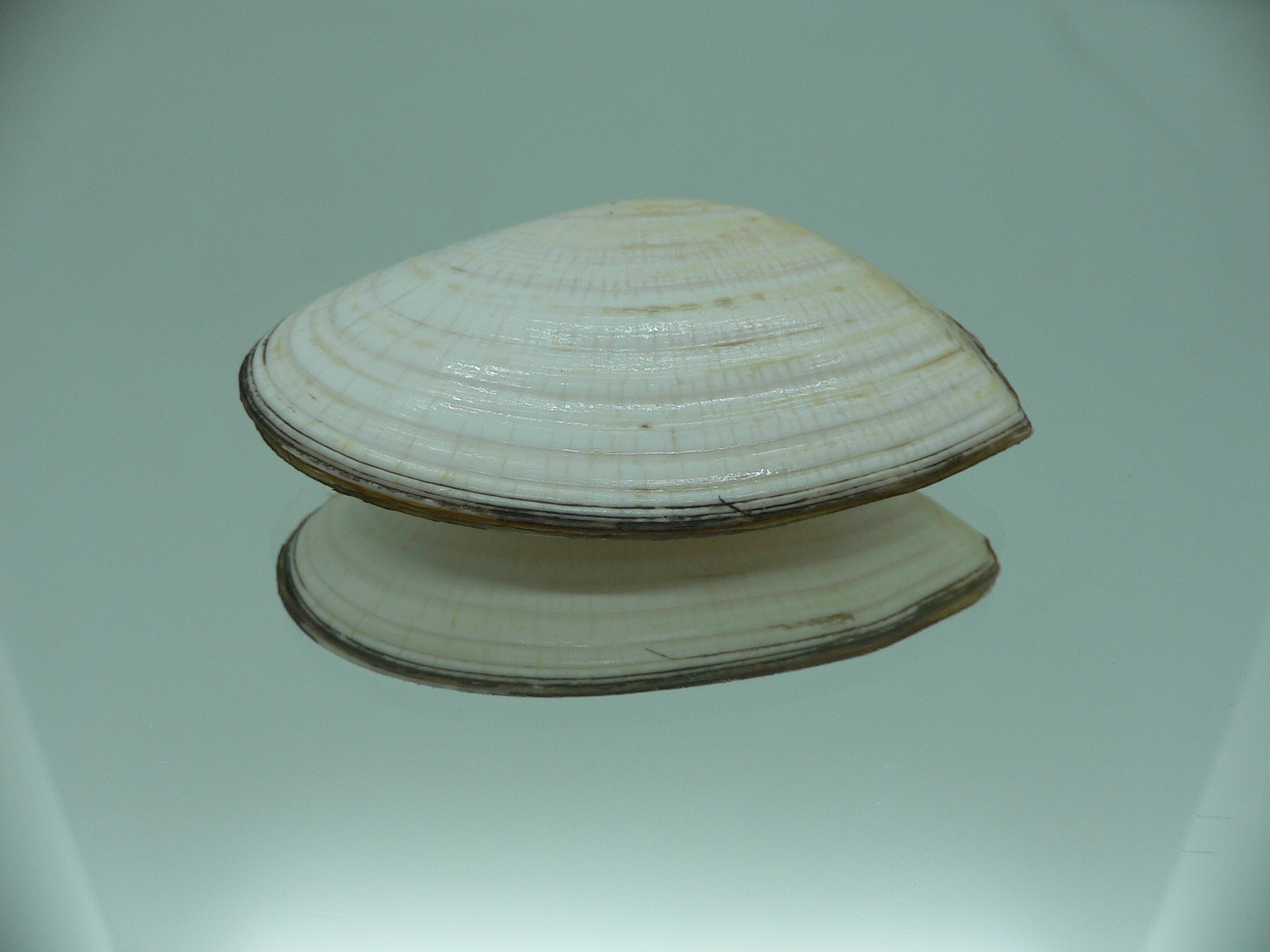 Peronidia venulosa BIG 2