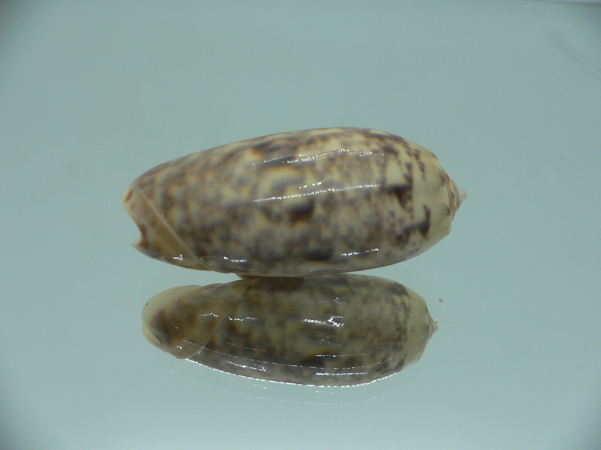 Oliva kohi ENDEMIC & VERY BIG
