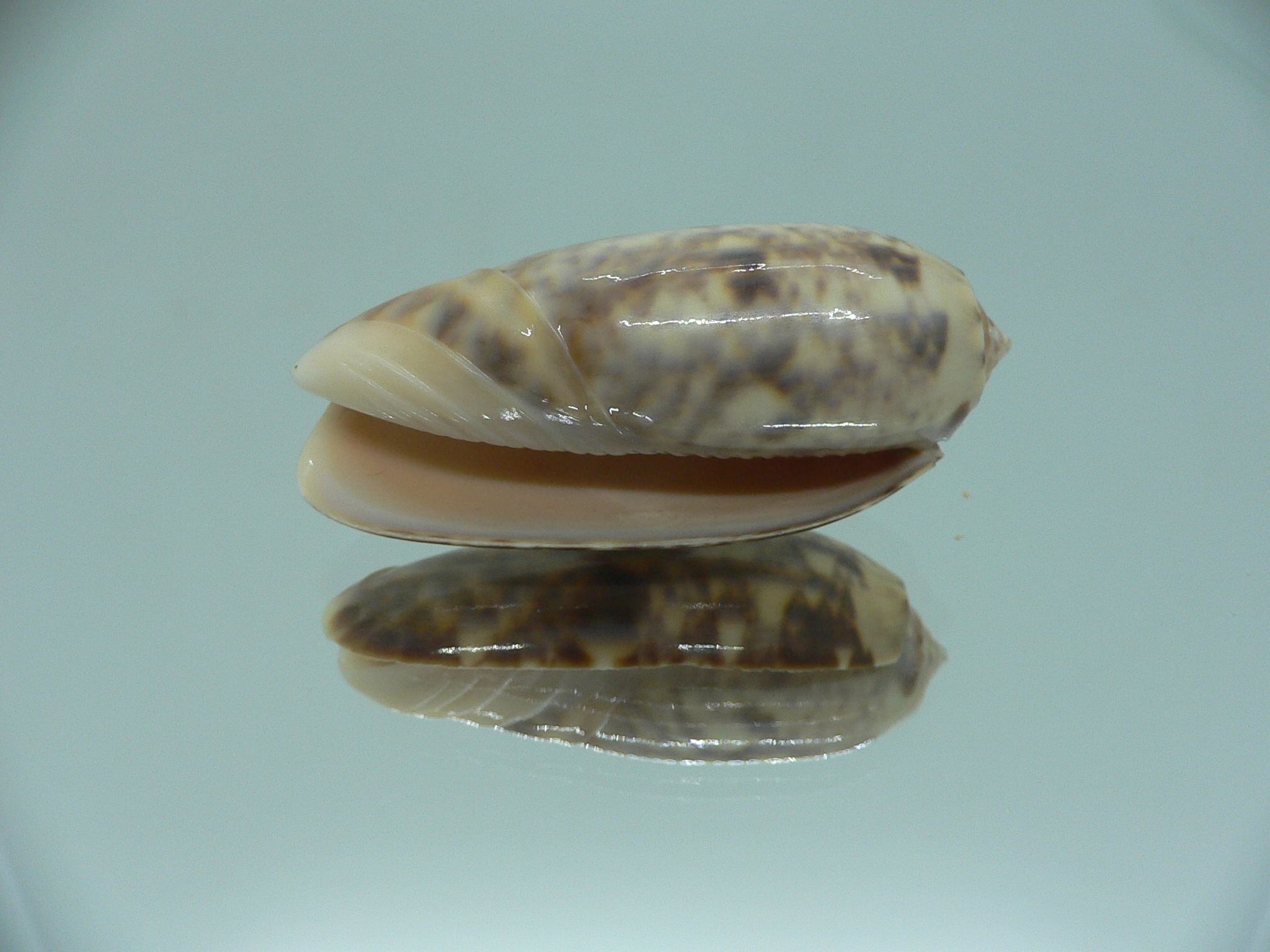 Oliva kohi ENDEMIC & VERY BIG