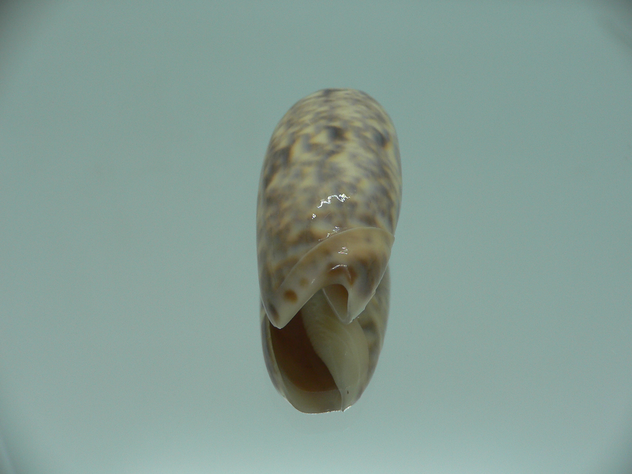 Oliva kohi ENDEMIC & VERY BIG