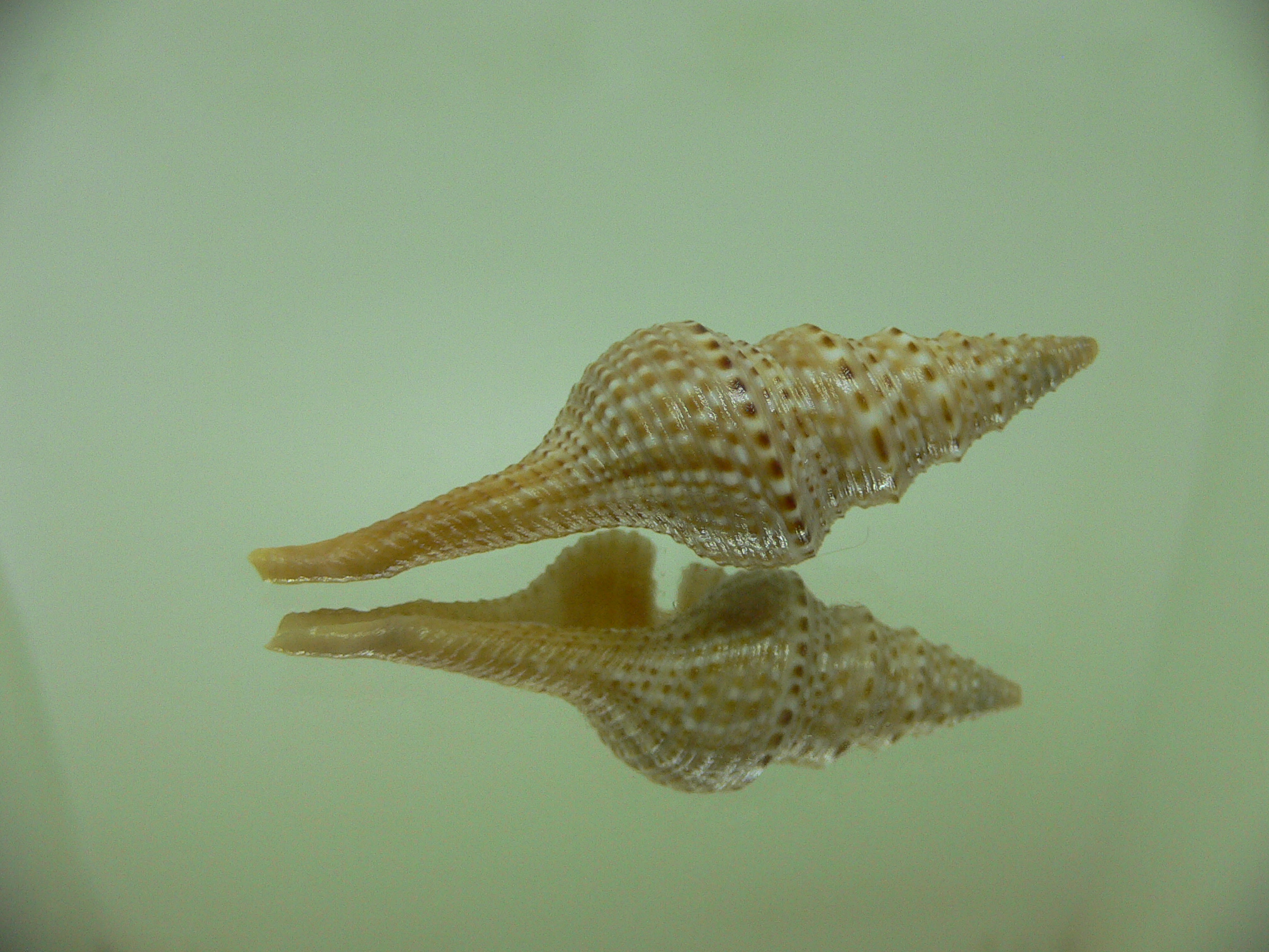 Gemmula indica indica BEIGE