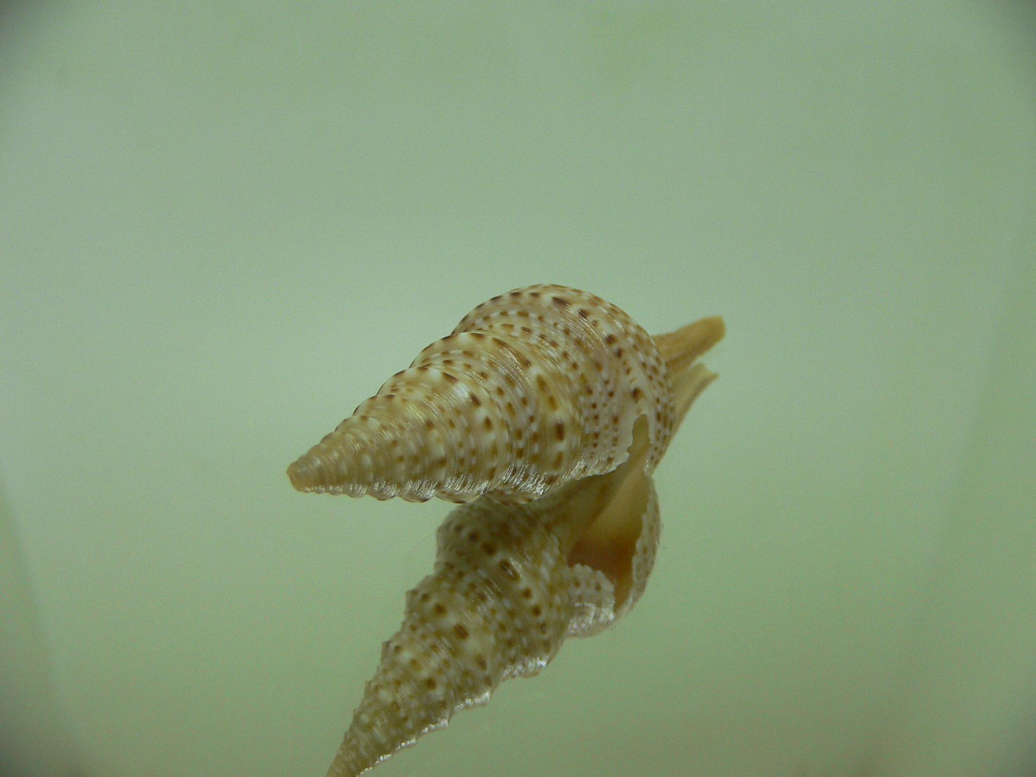 Gemmula indica indica BEIGE