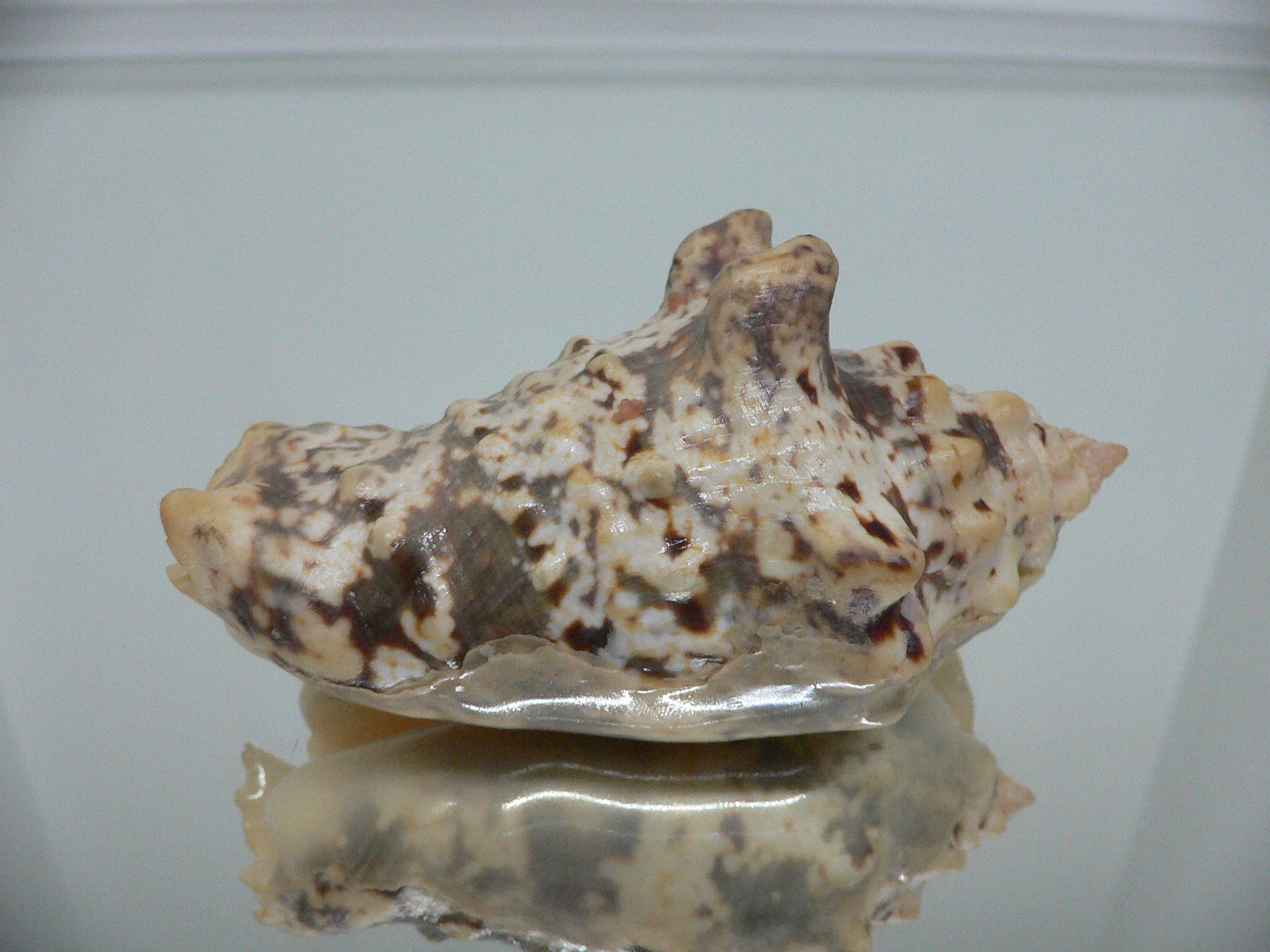 Strombus lentiginosus BIG