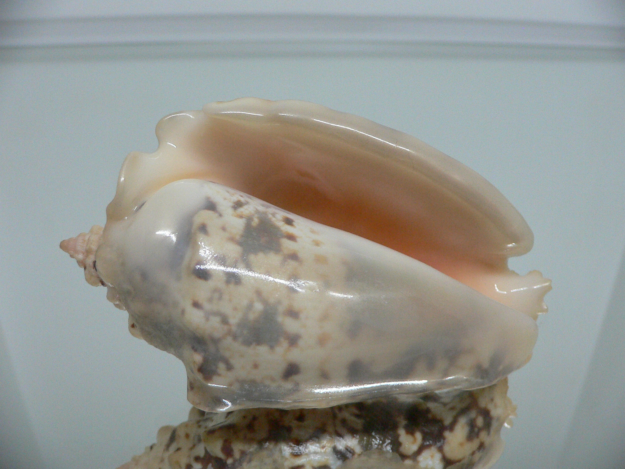 Strombus lentiginosus BIG